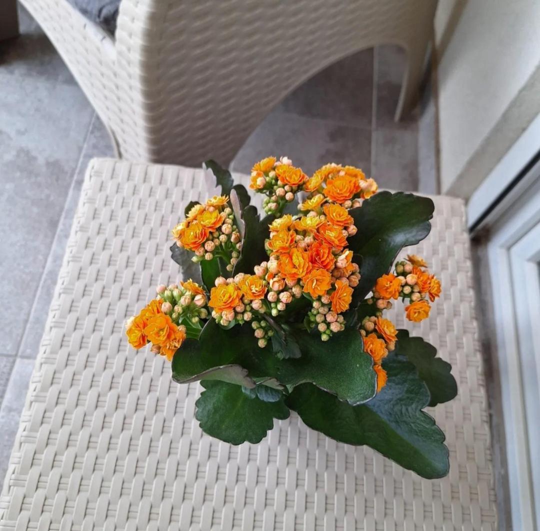 Photo 38