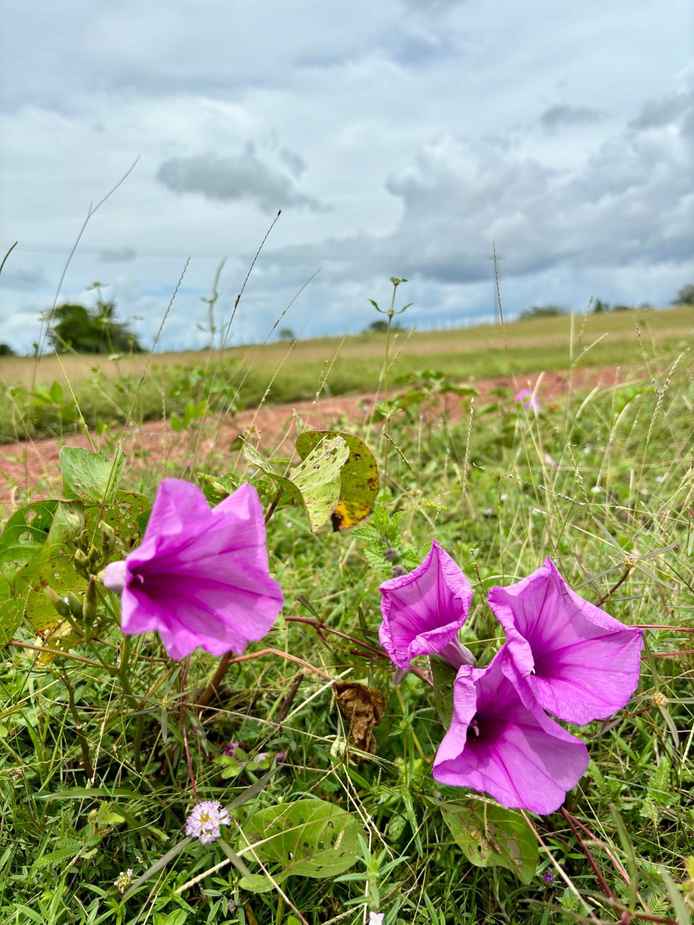Fazenda Aprazível