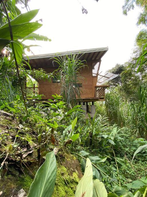 Relaxing EcoHome in bambú forest