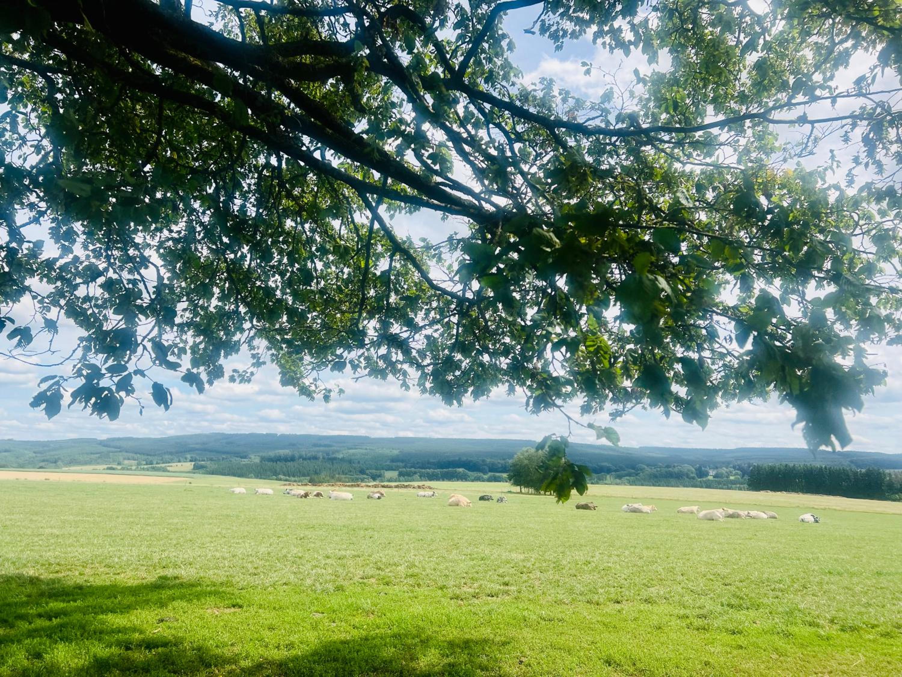 La balade en forêt - gîte 9 personnes en Ardenne