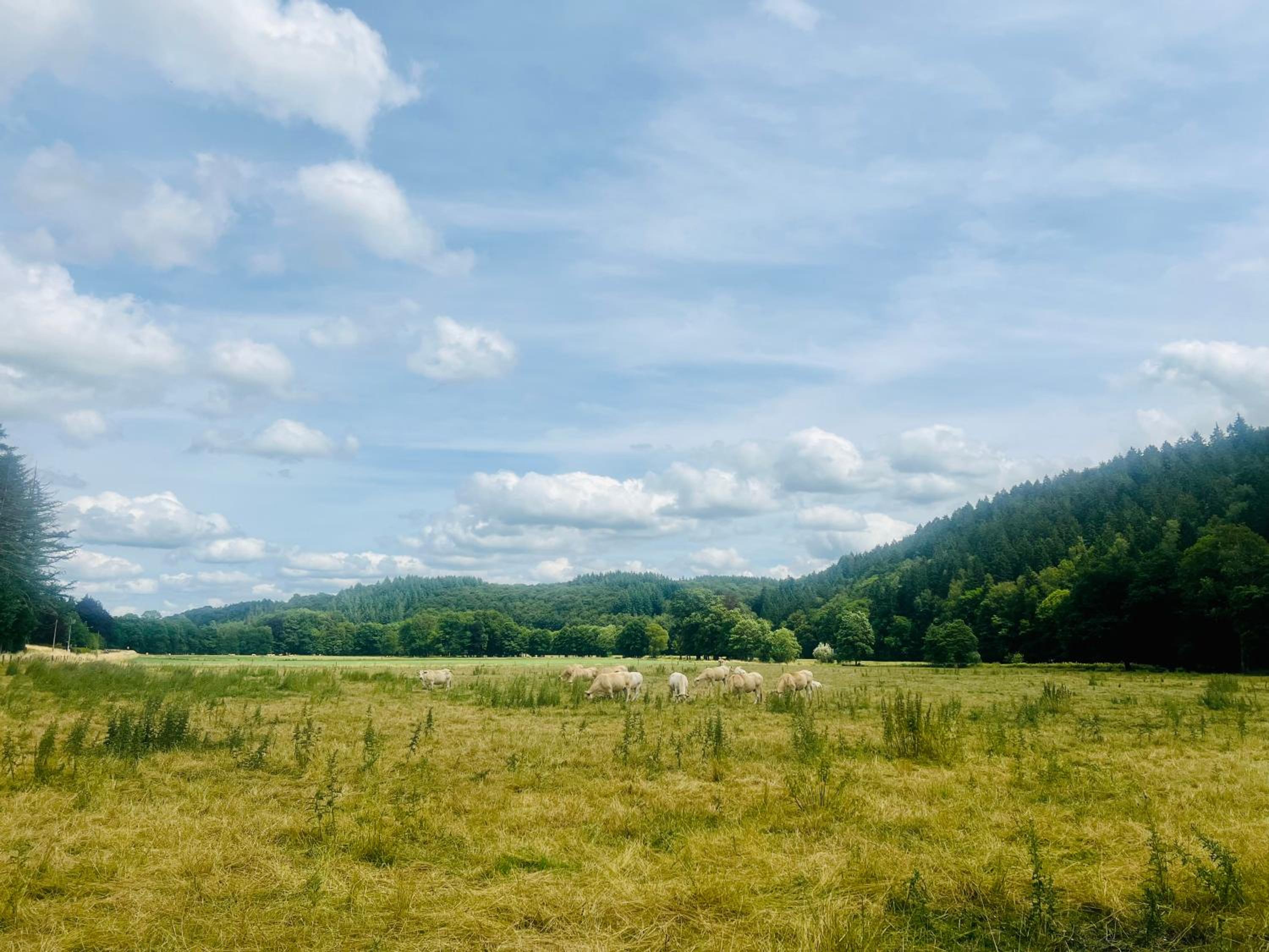 La balade en forêt - gîte 9 personnes en Ardenne