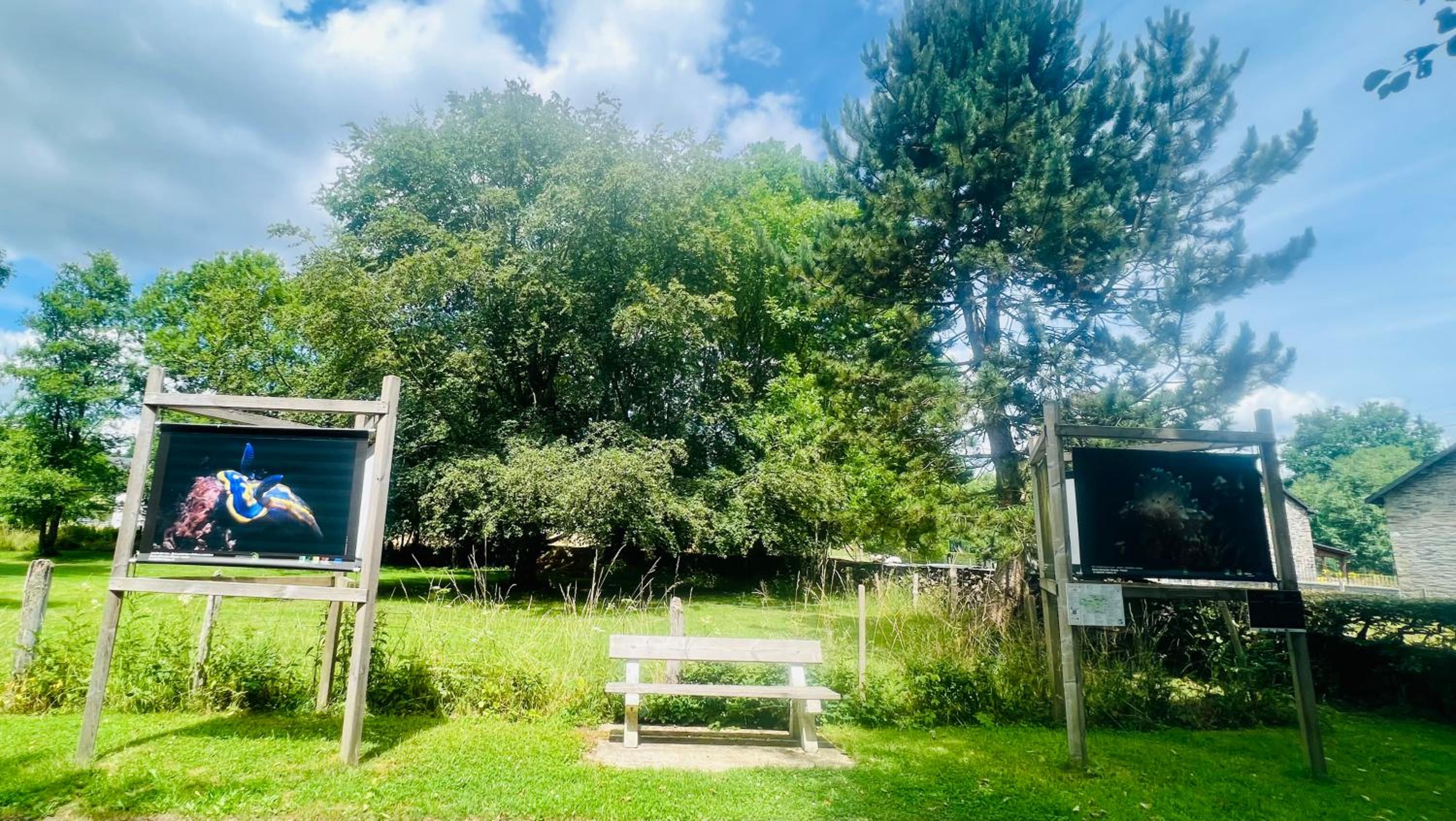 La balade en forêt - gîte 9 personnes en Ardenne