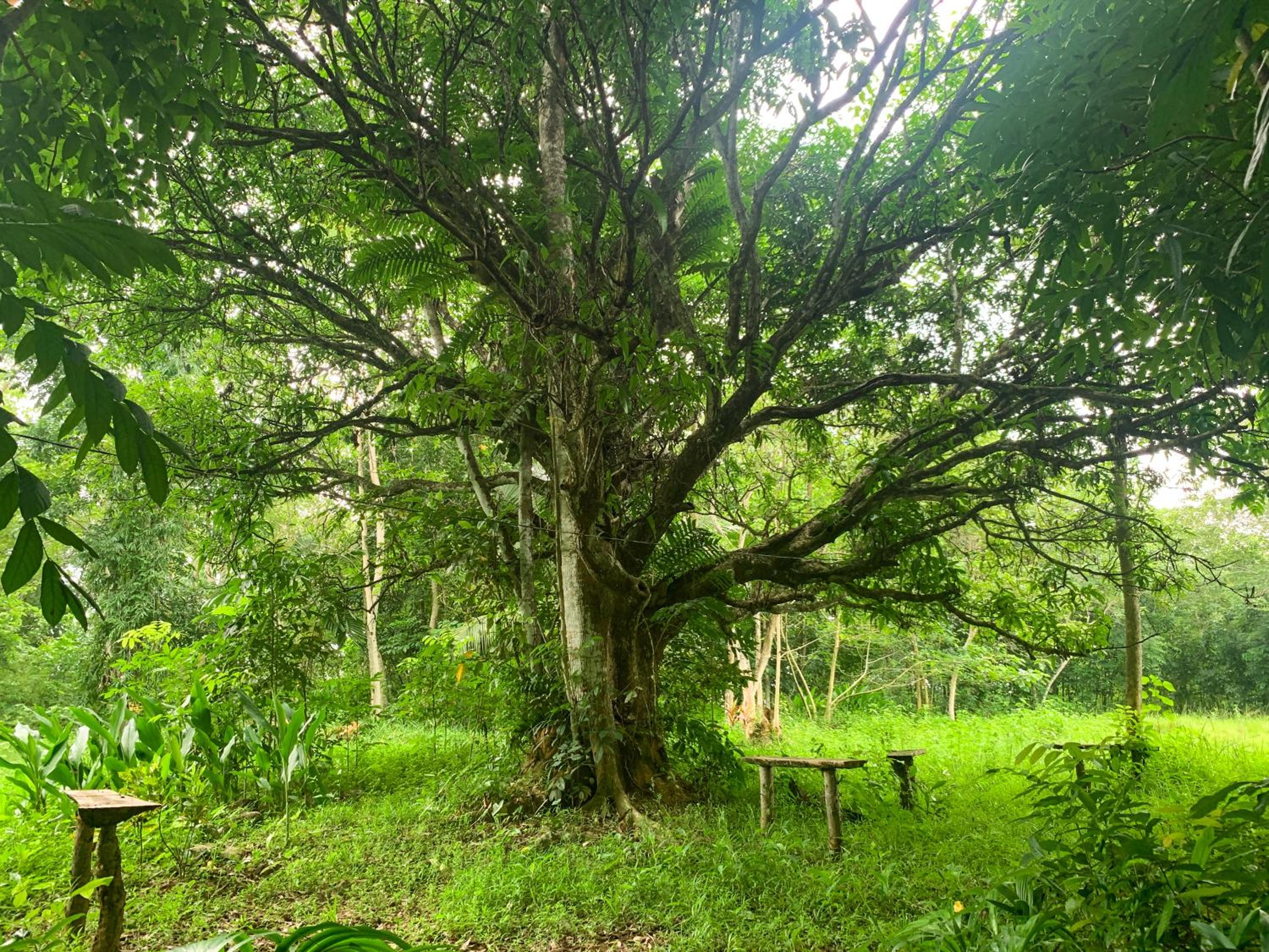 Cabin Camping at Balay Hilway view 2
