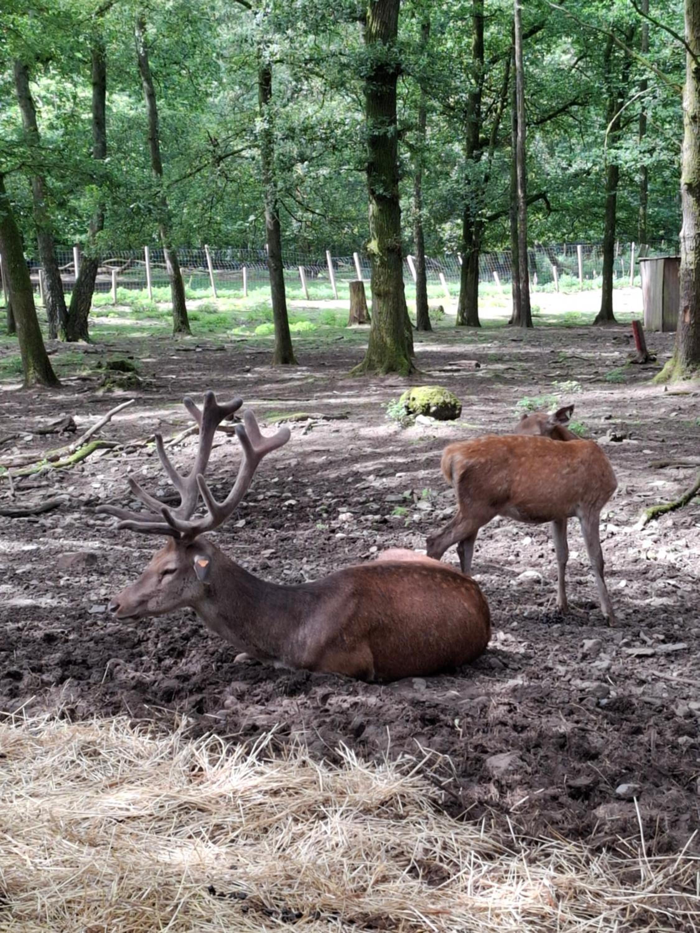 Het vlindertje