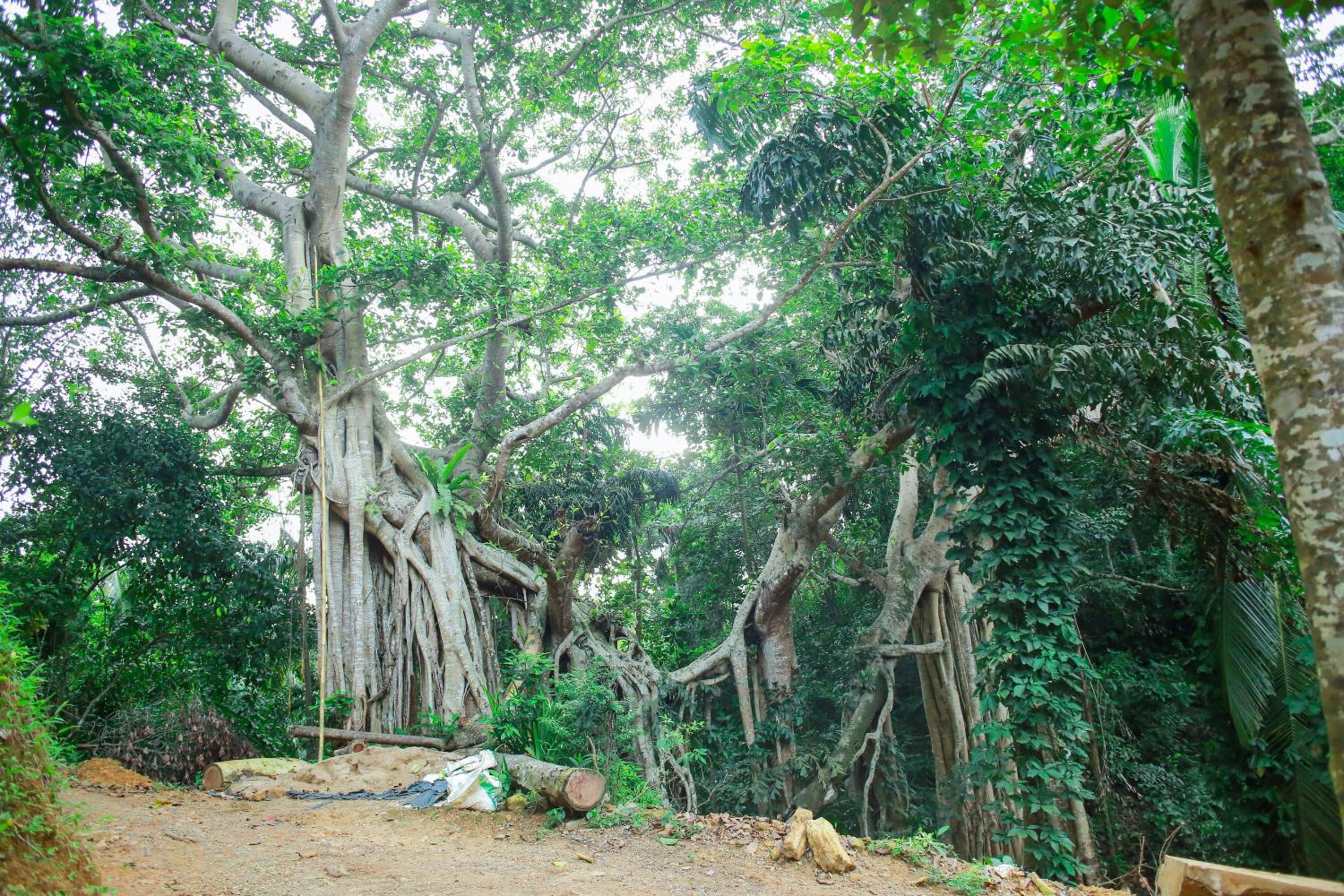 Banyan Shade Mirissa