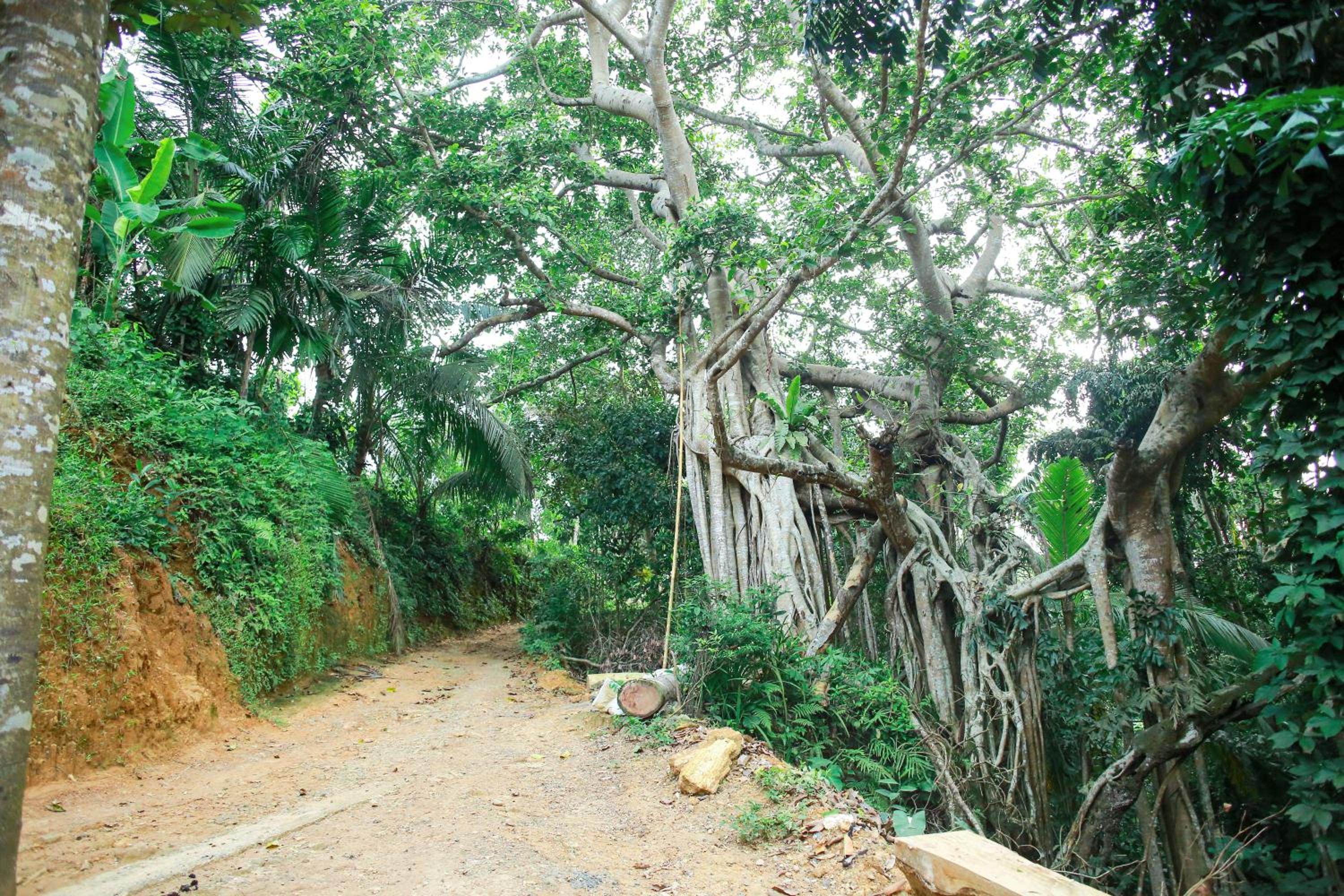 Banyan Shade Mirissa
