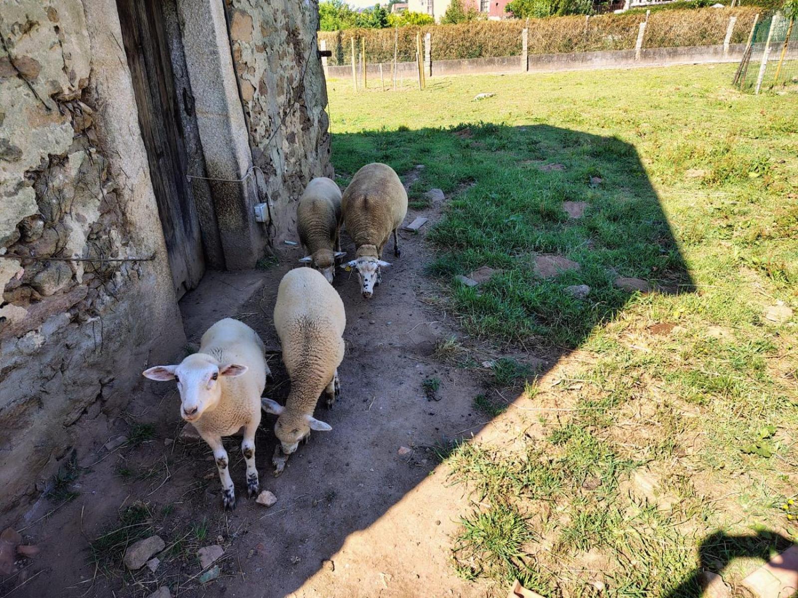 Casa Folhas Novas