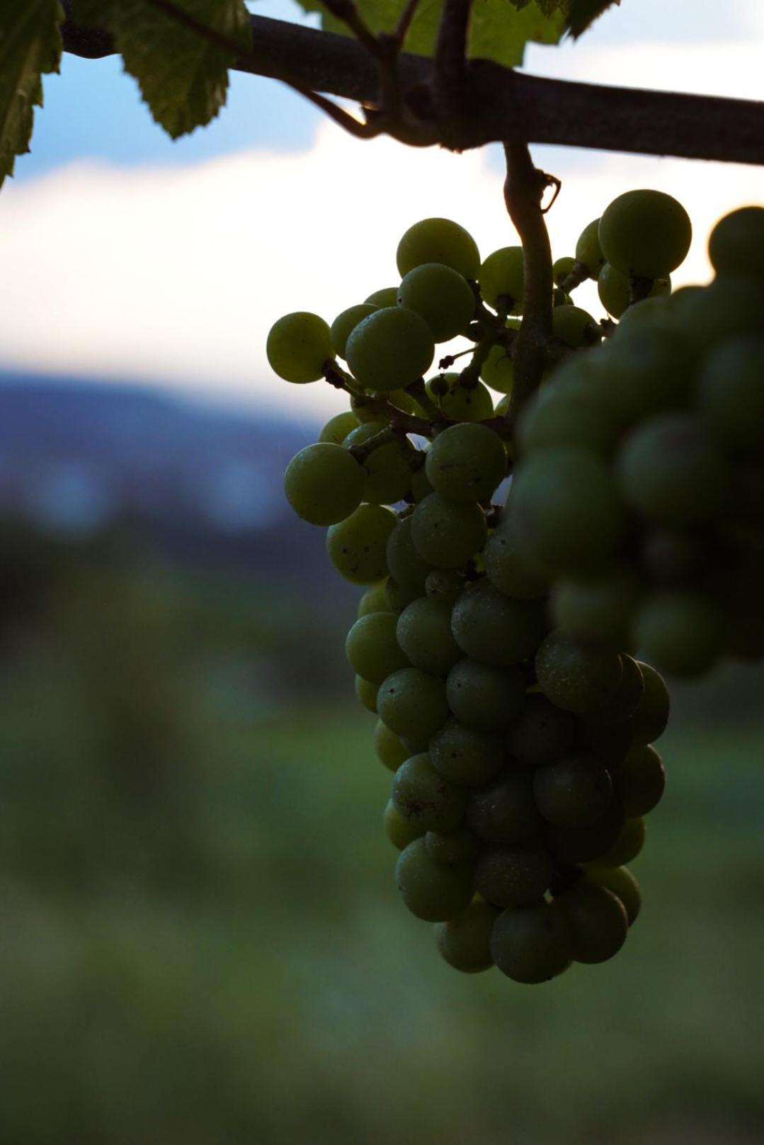 Pikol Lake Village Wine Estate