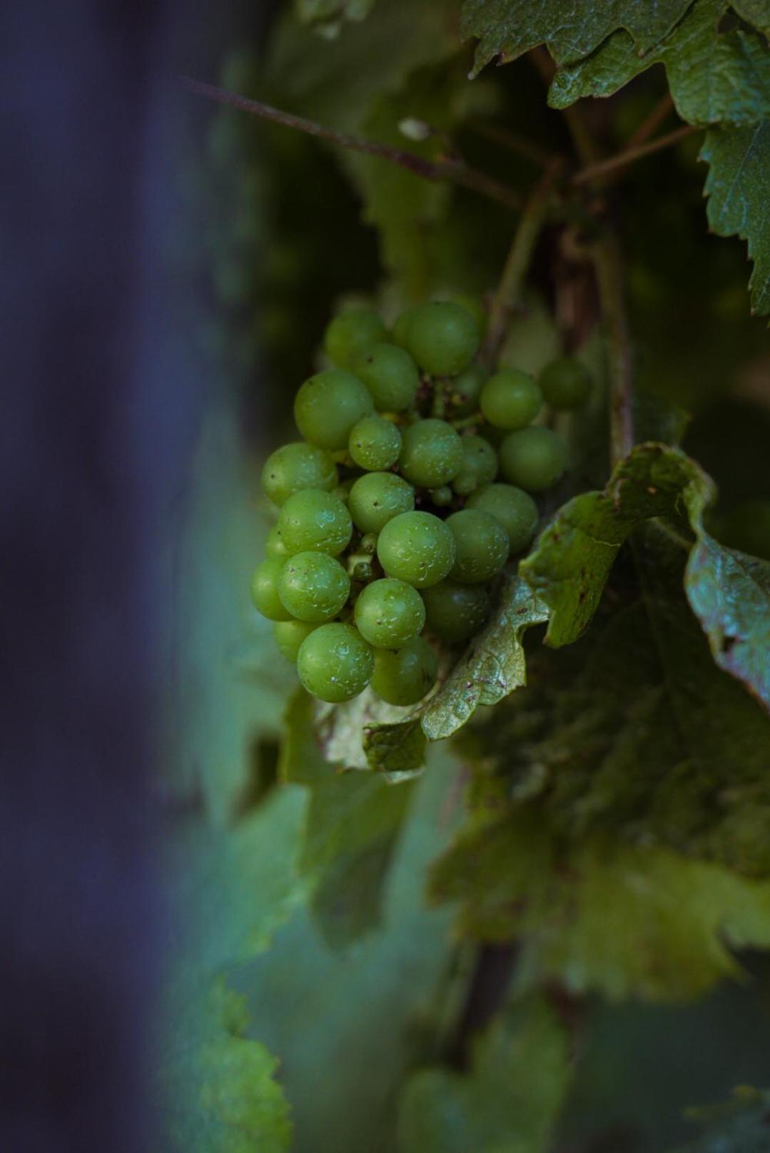 Pikol Lake Village Wine Estate, photo 30