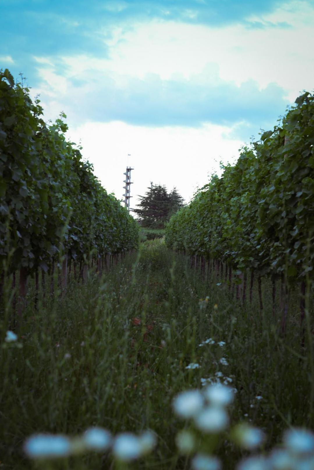 Pikol Lake Village Wine Estate