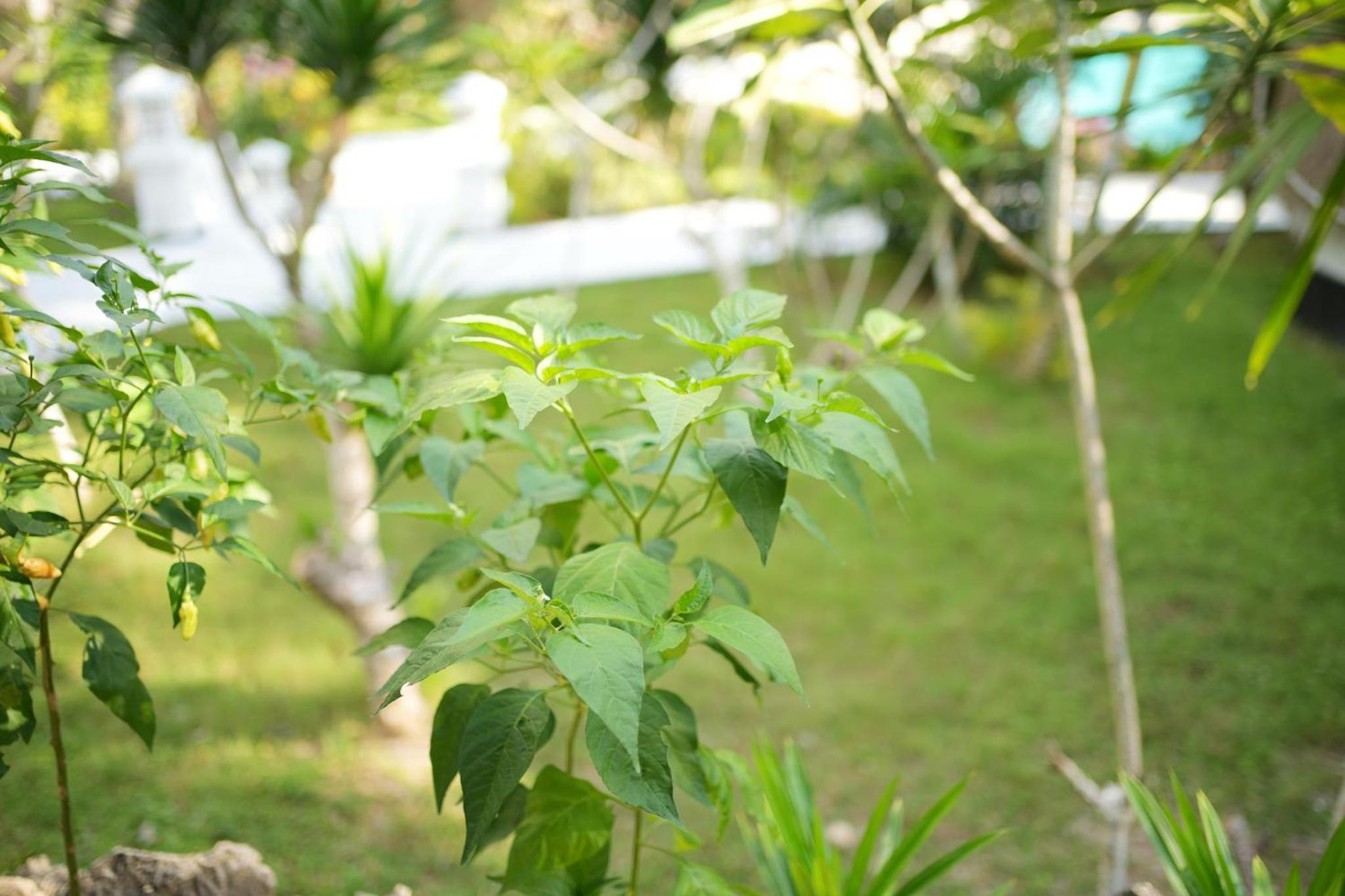 Coco Resort Penida