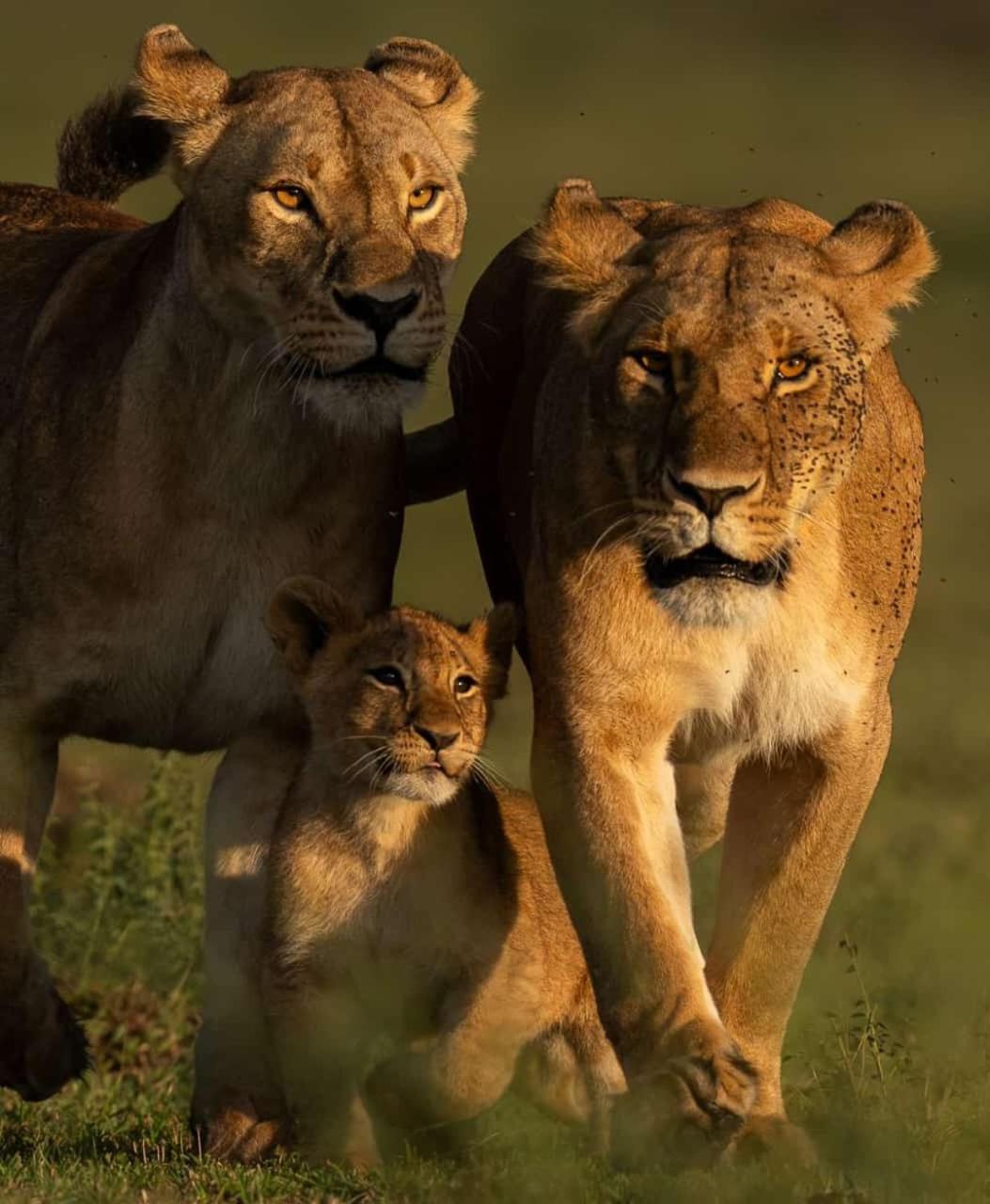 Oloirien tented camp