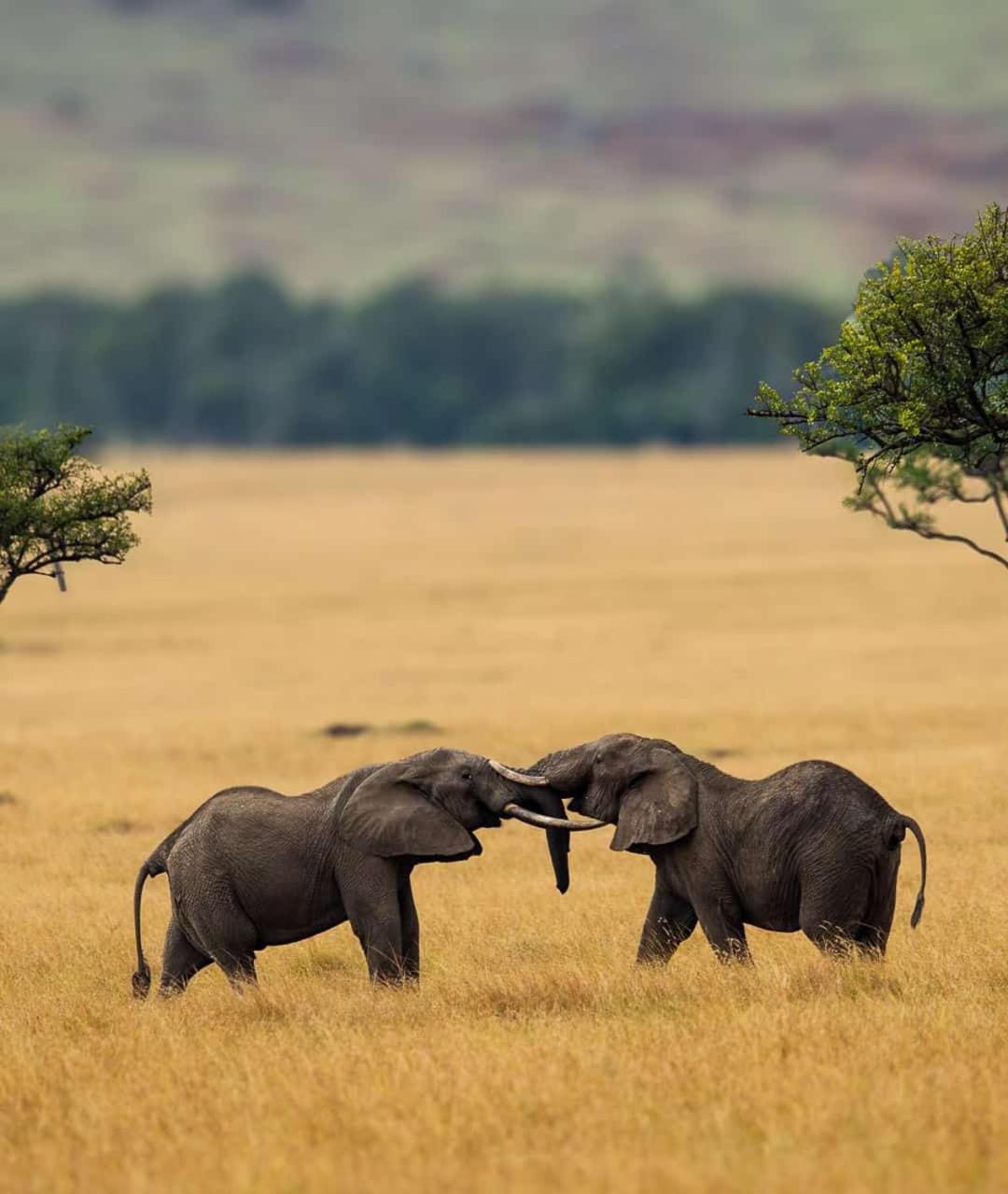 Oloirien tented camp