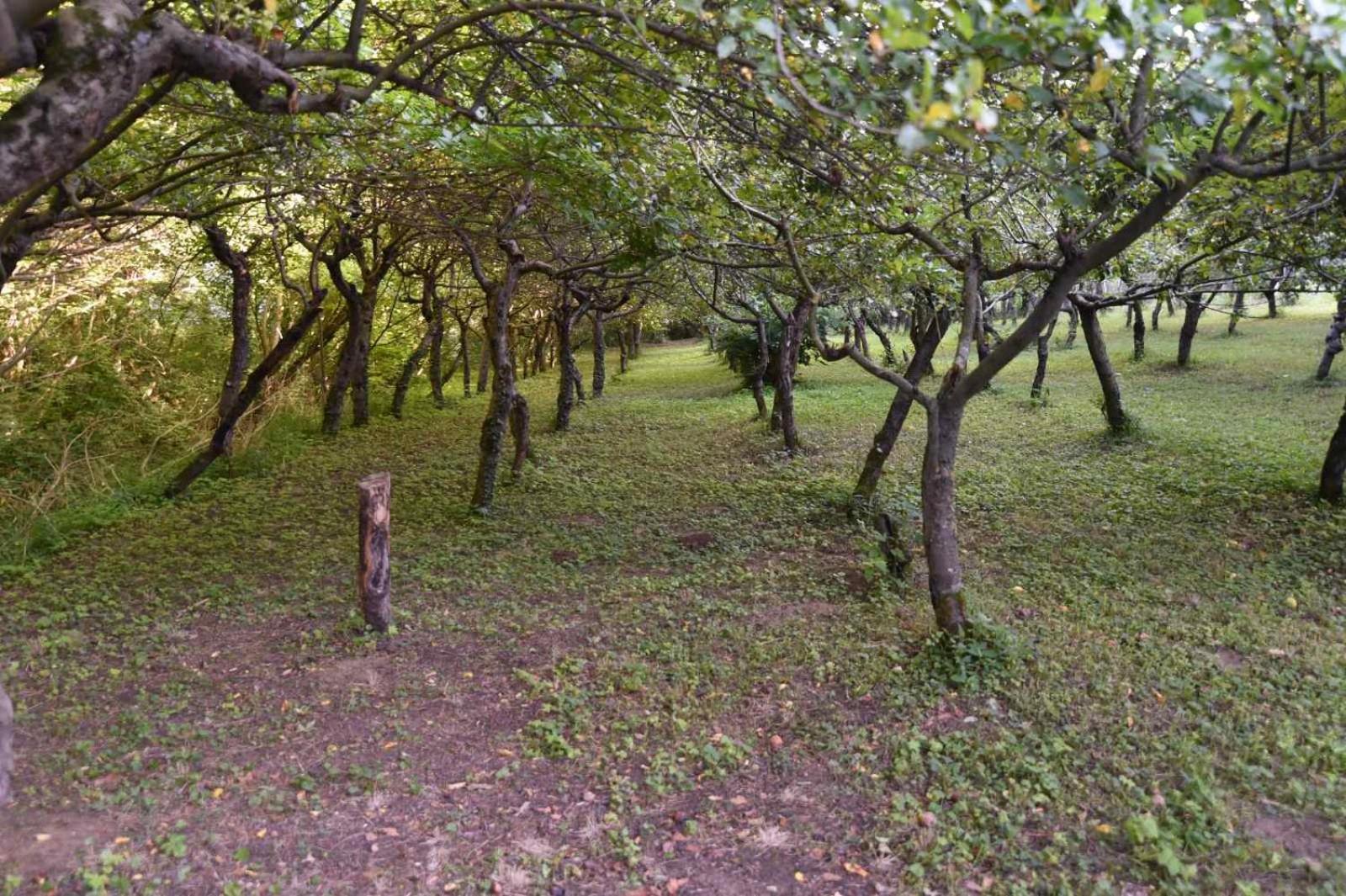 Kuća za odmor Stara Jabuka