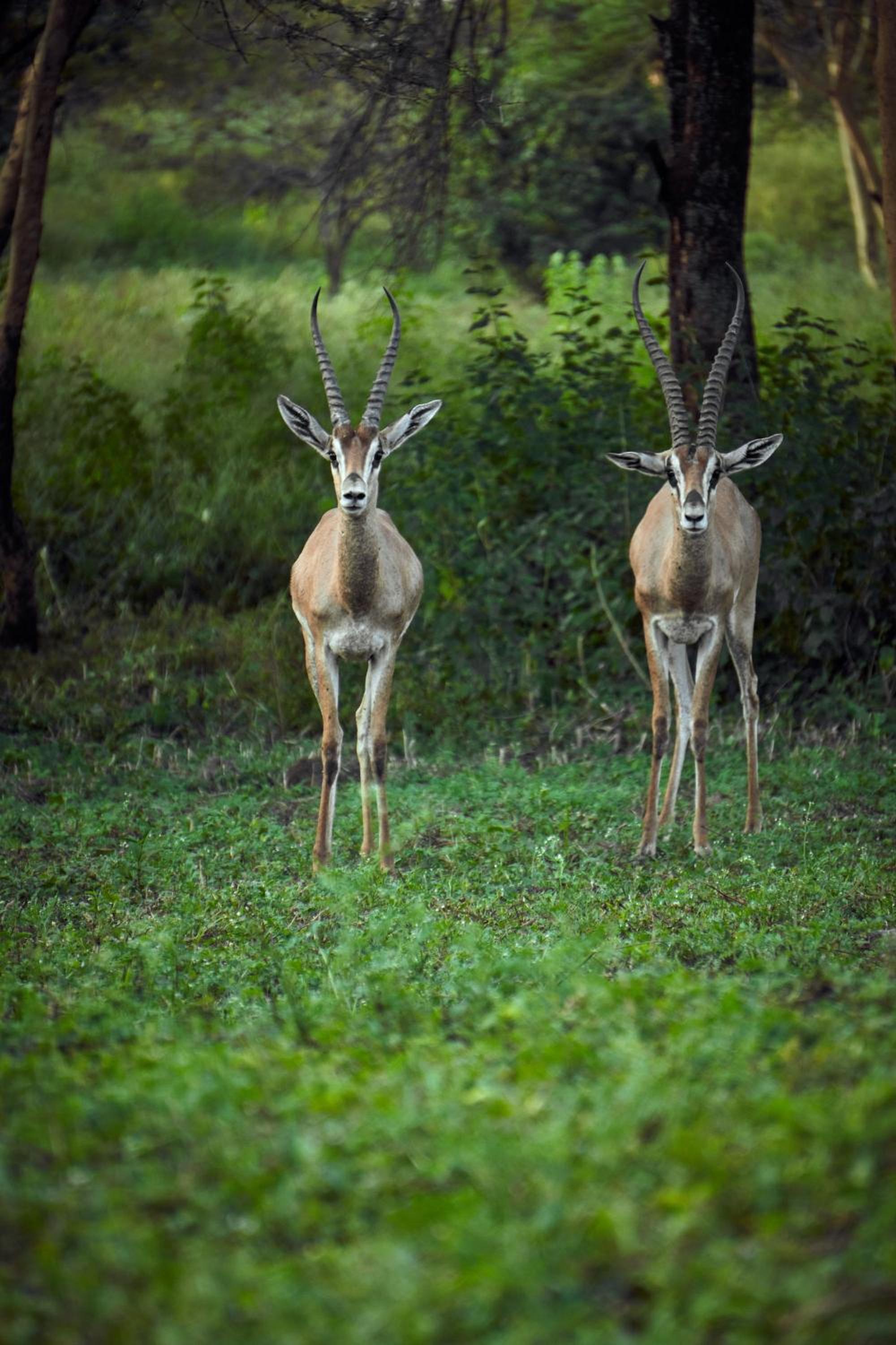 Raha Wildlife Resort