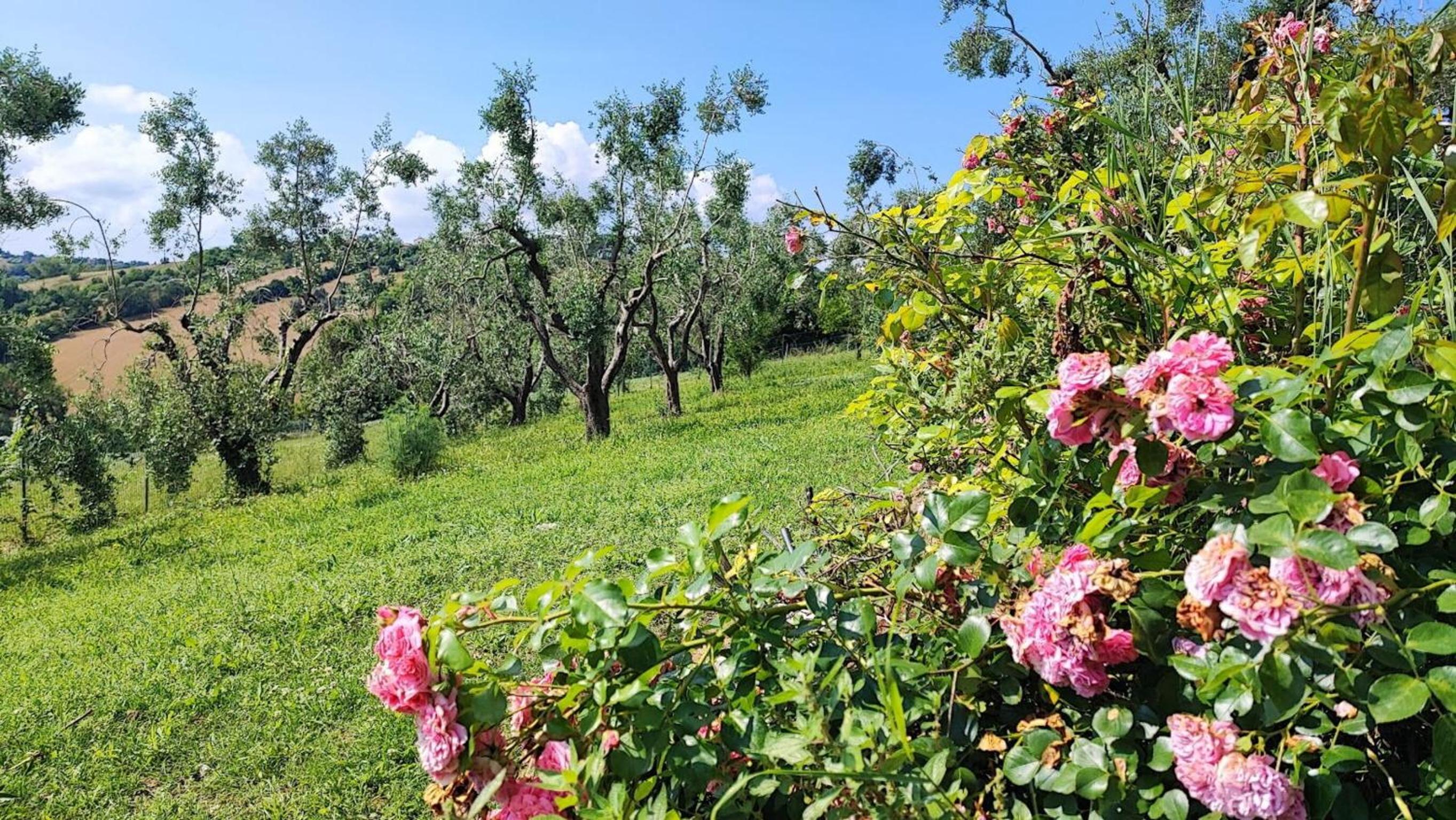 Italian Experience-Villa Luna