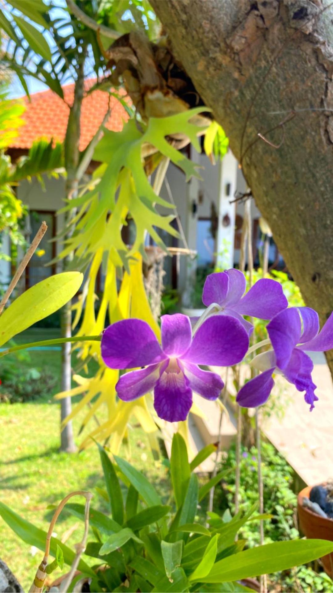 Villa Saffraan Bali