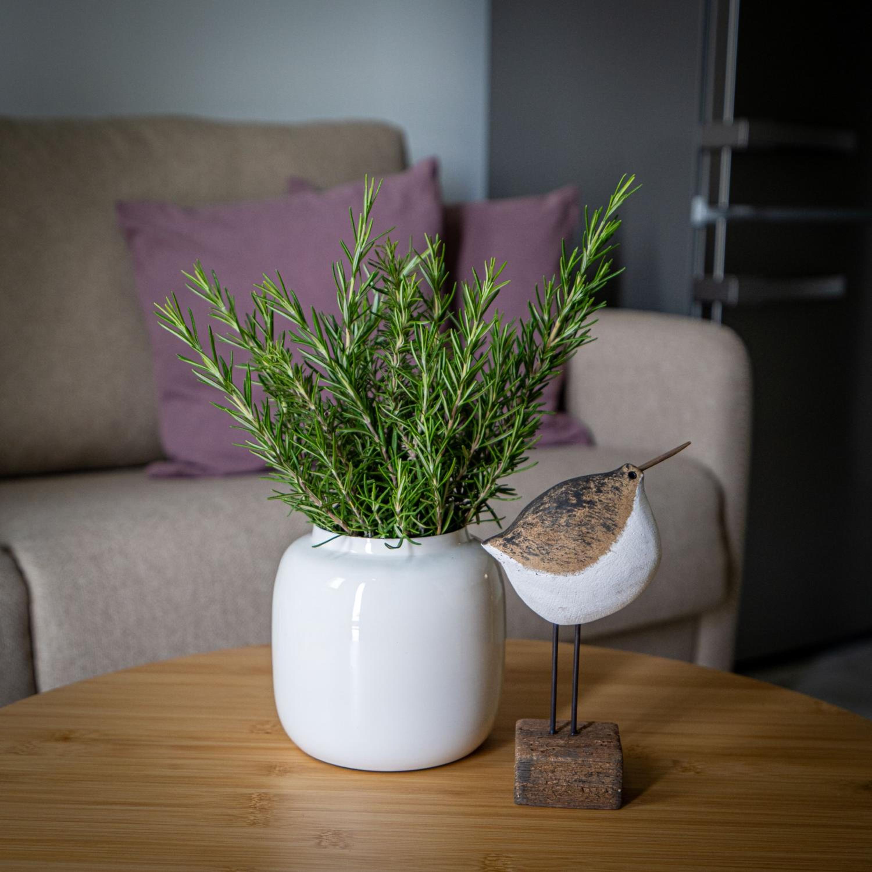 Inia Apartments