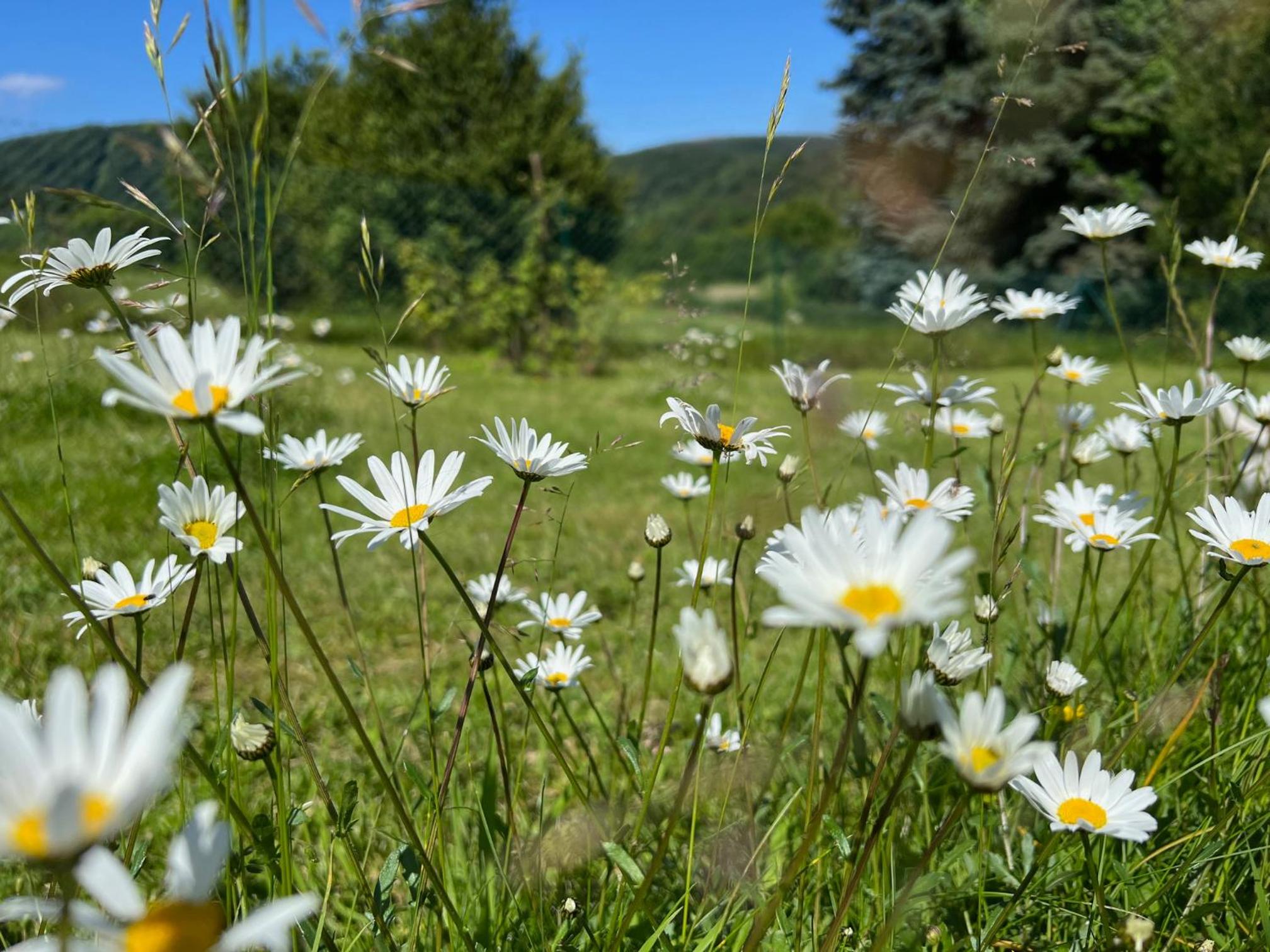 Ferienhaus EifelOne - Panorama