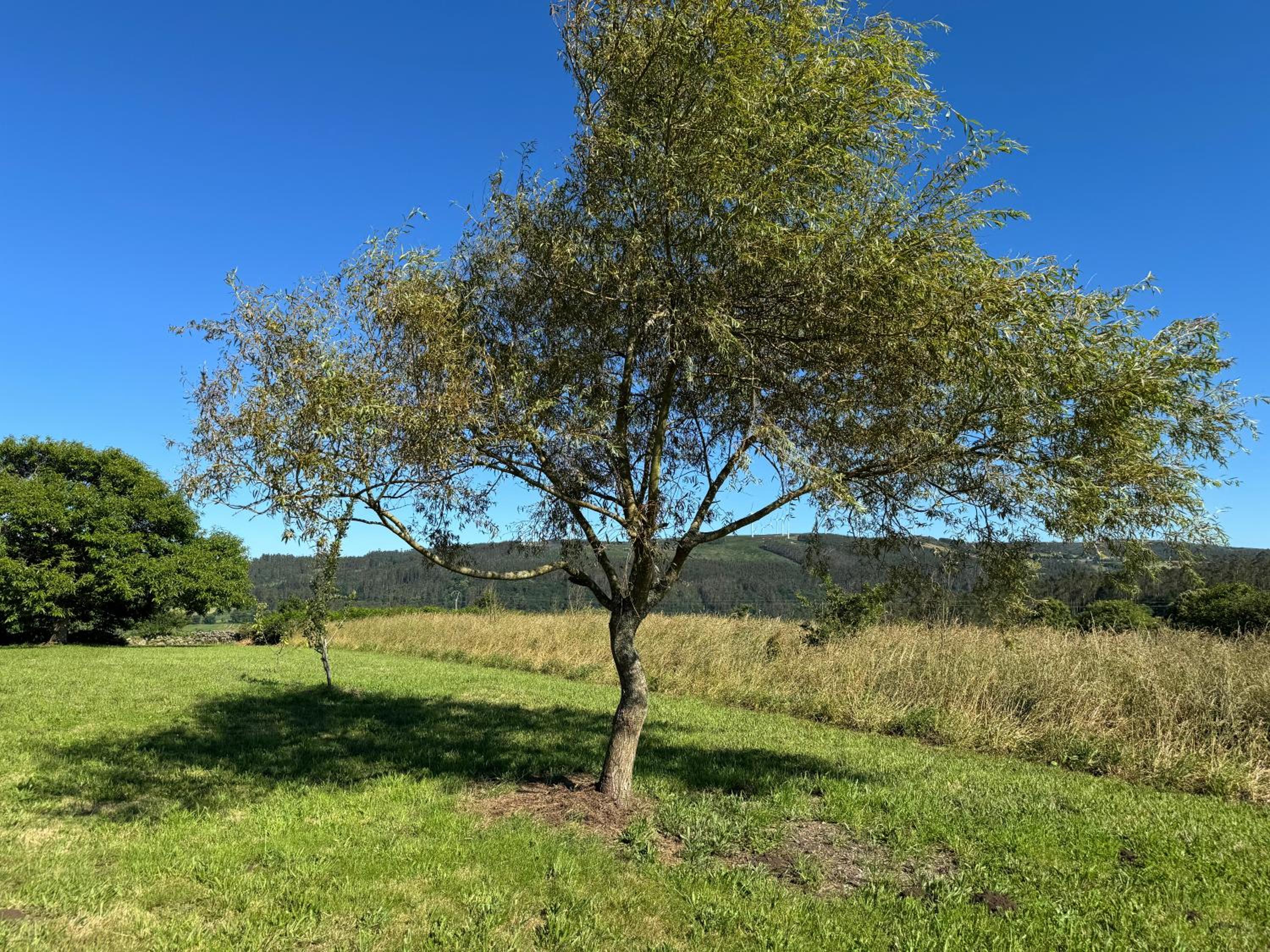 Casa Rural Vieitas - Costa da Morte & Santiago