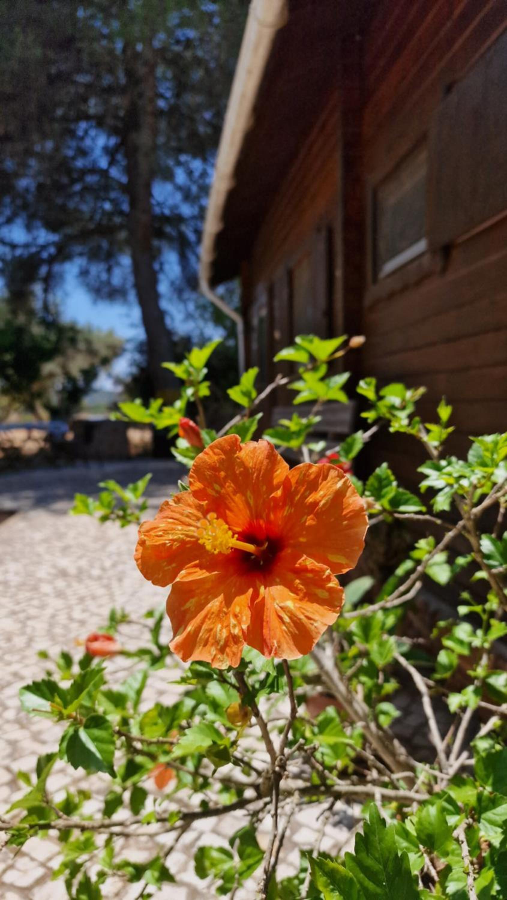Chalet Villa Mosquito