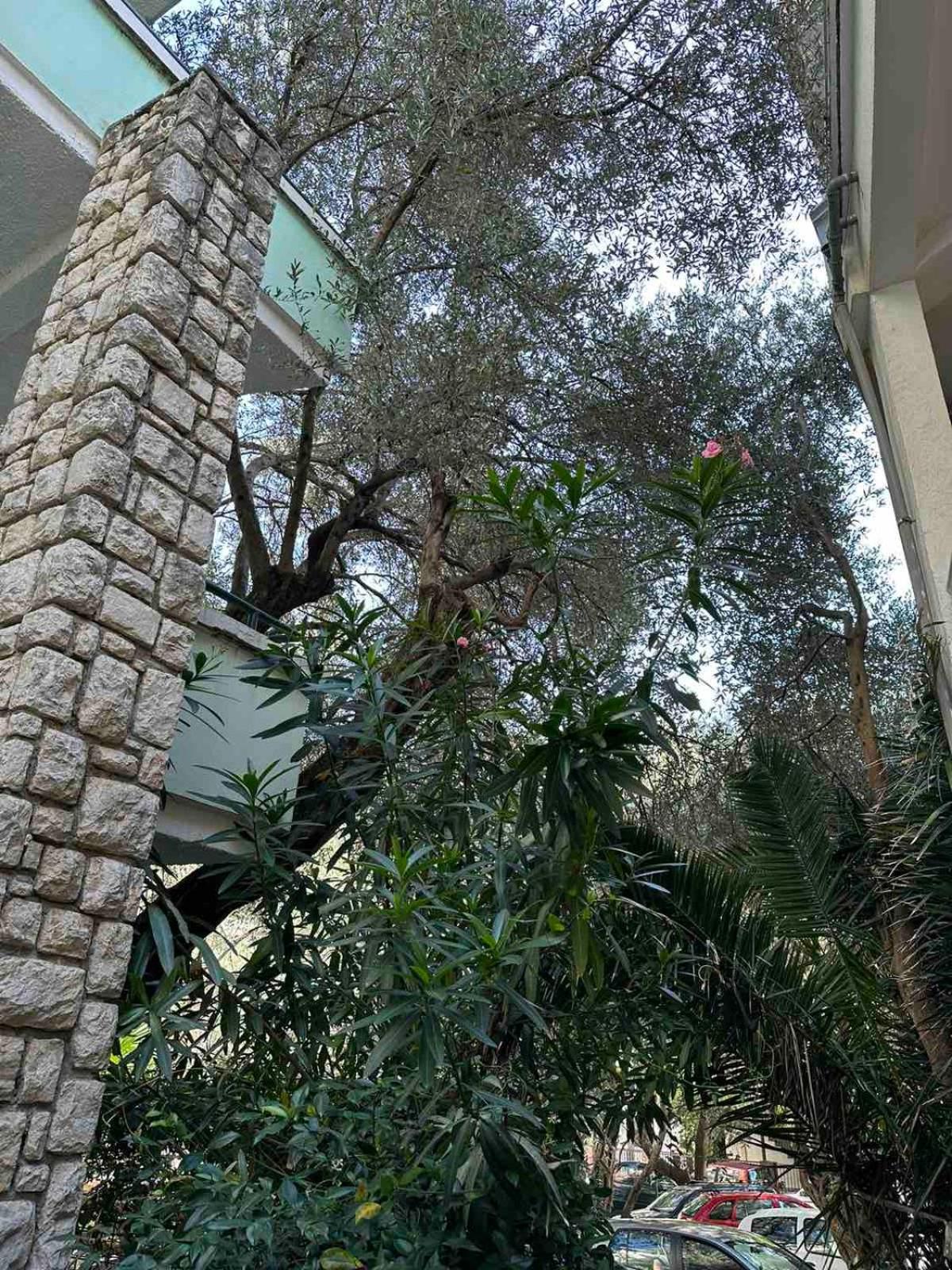 Apartment Oliva, Rafailovici view 4