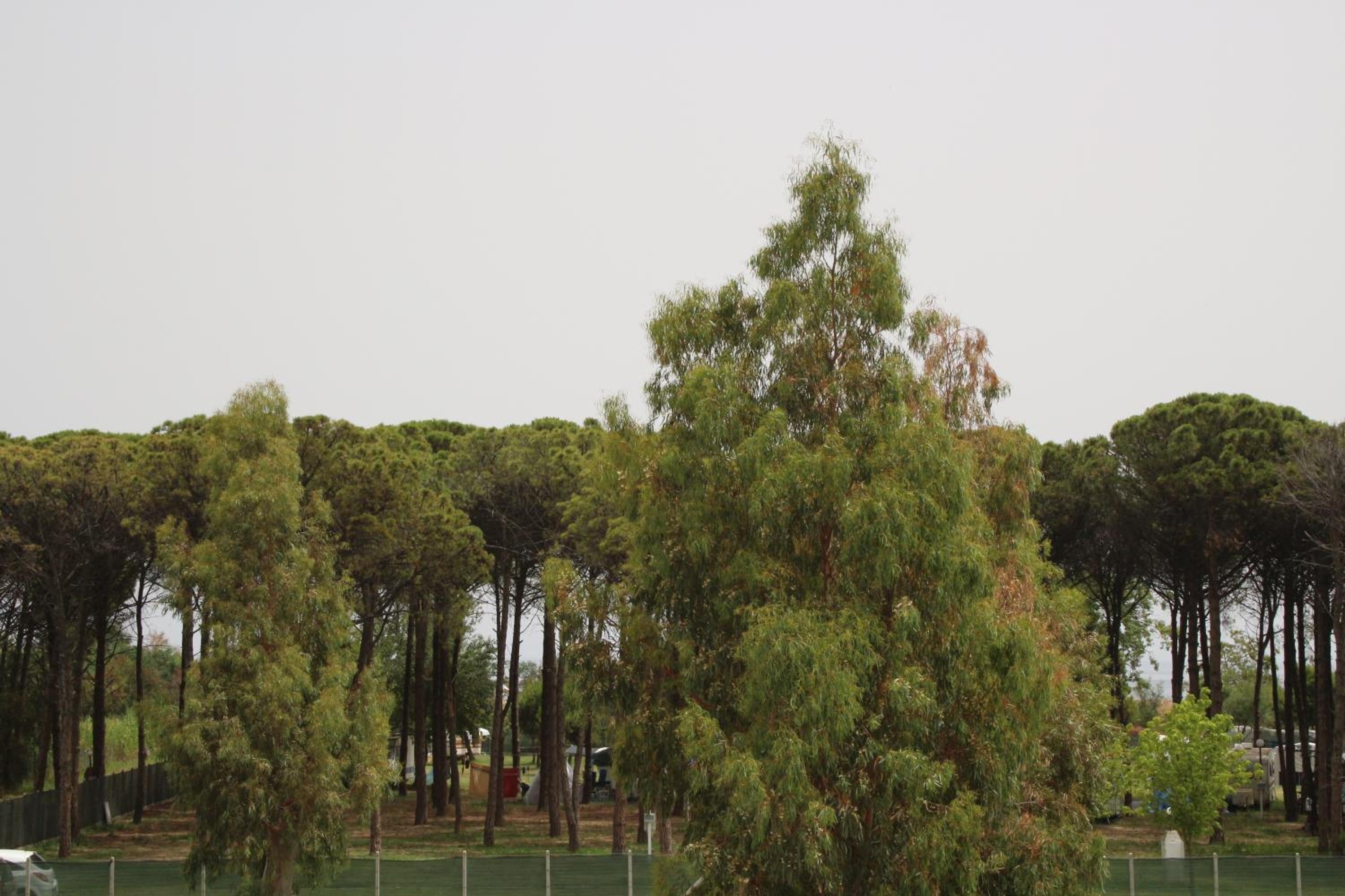 Levante