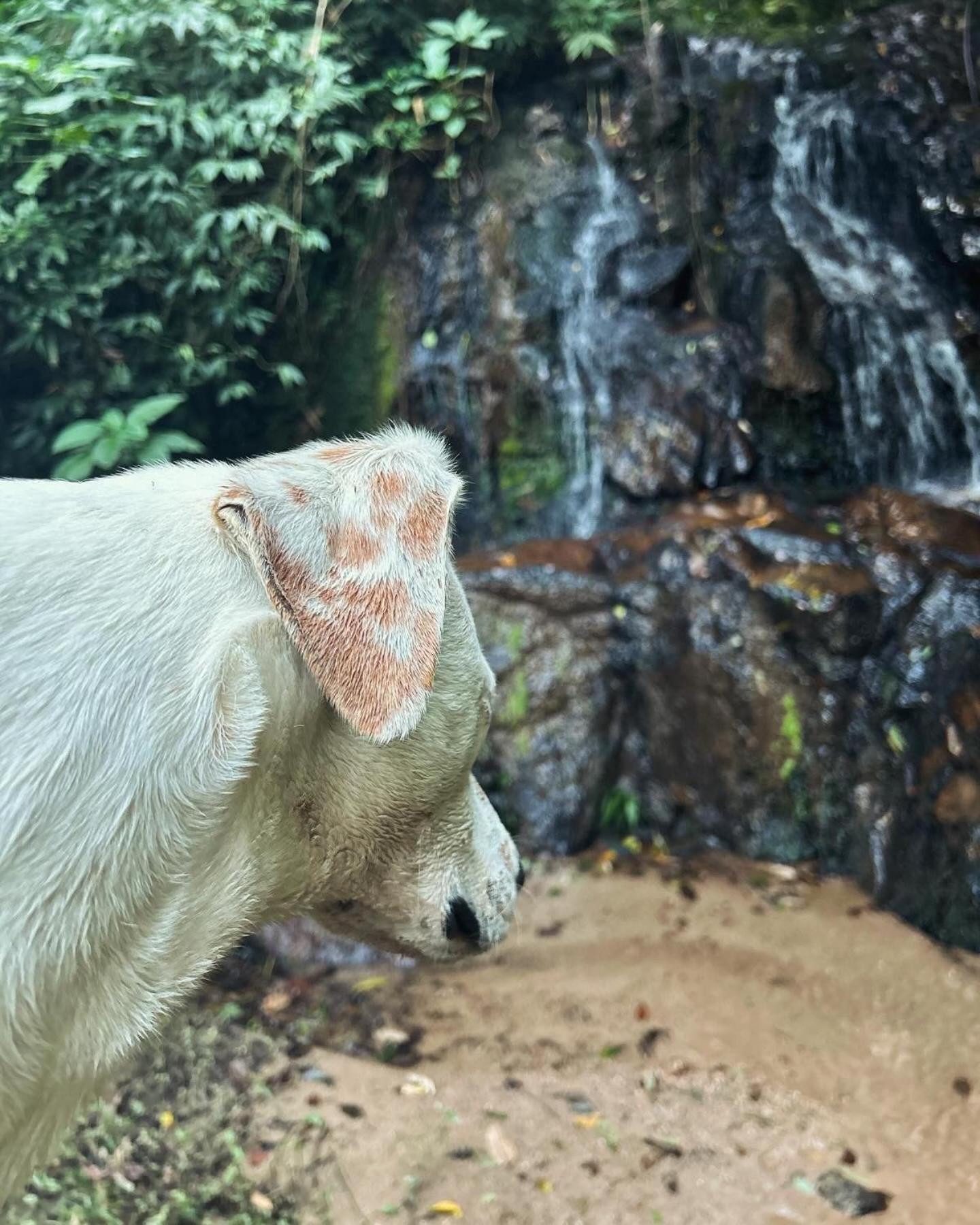Chalé aconchegante em São Roque