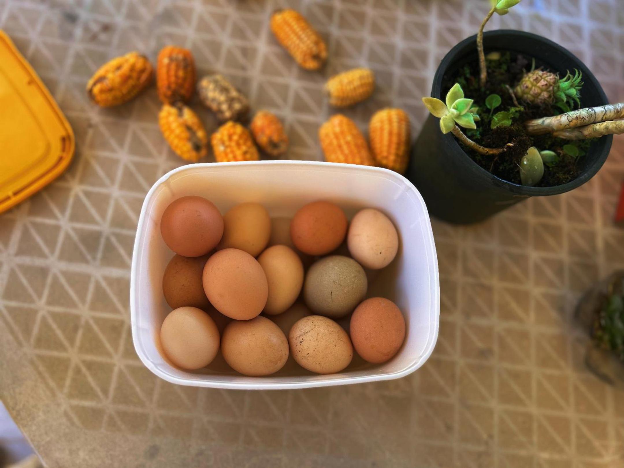 Chalé aconchegante em São Roque