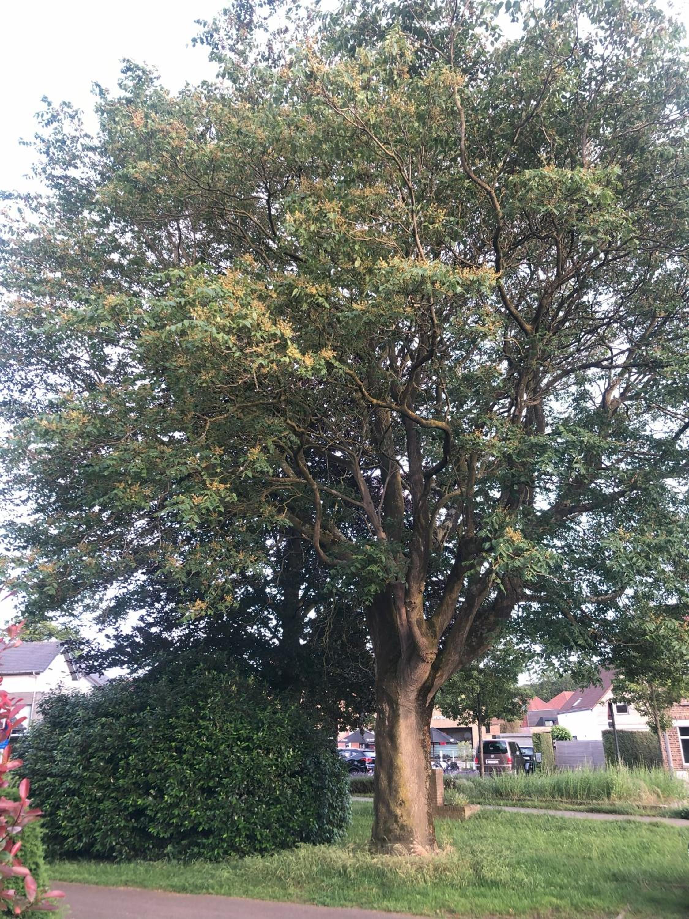 bbCedrus