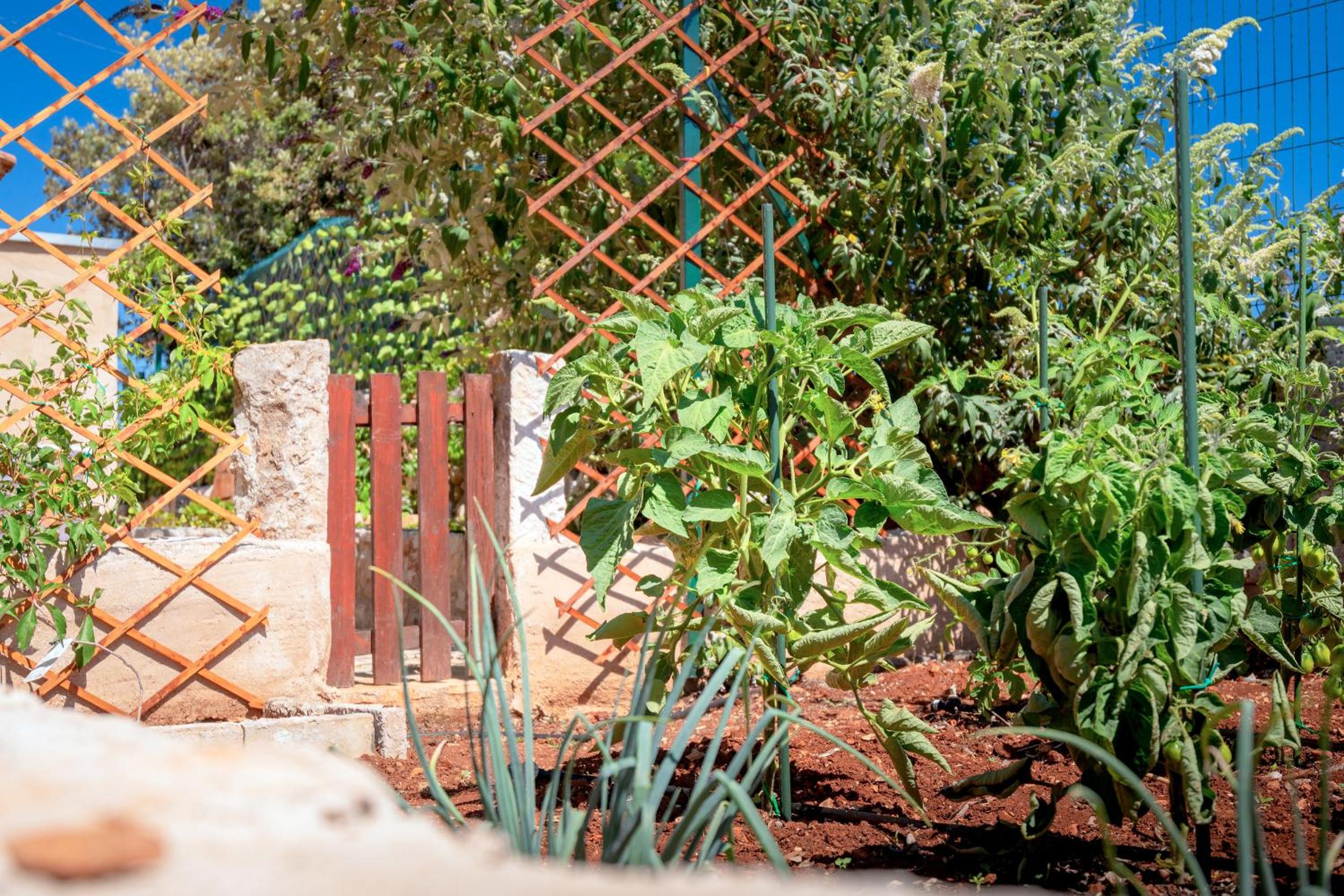 Holliday house Olea - Stari Grad - Island Hvar view 5