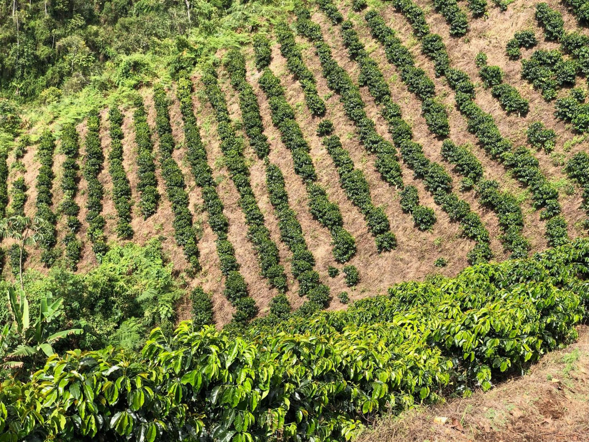 Finca el troya