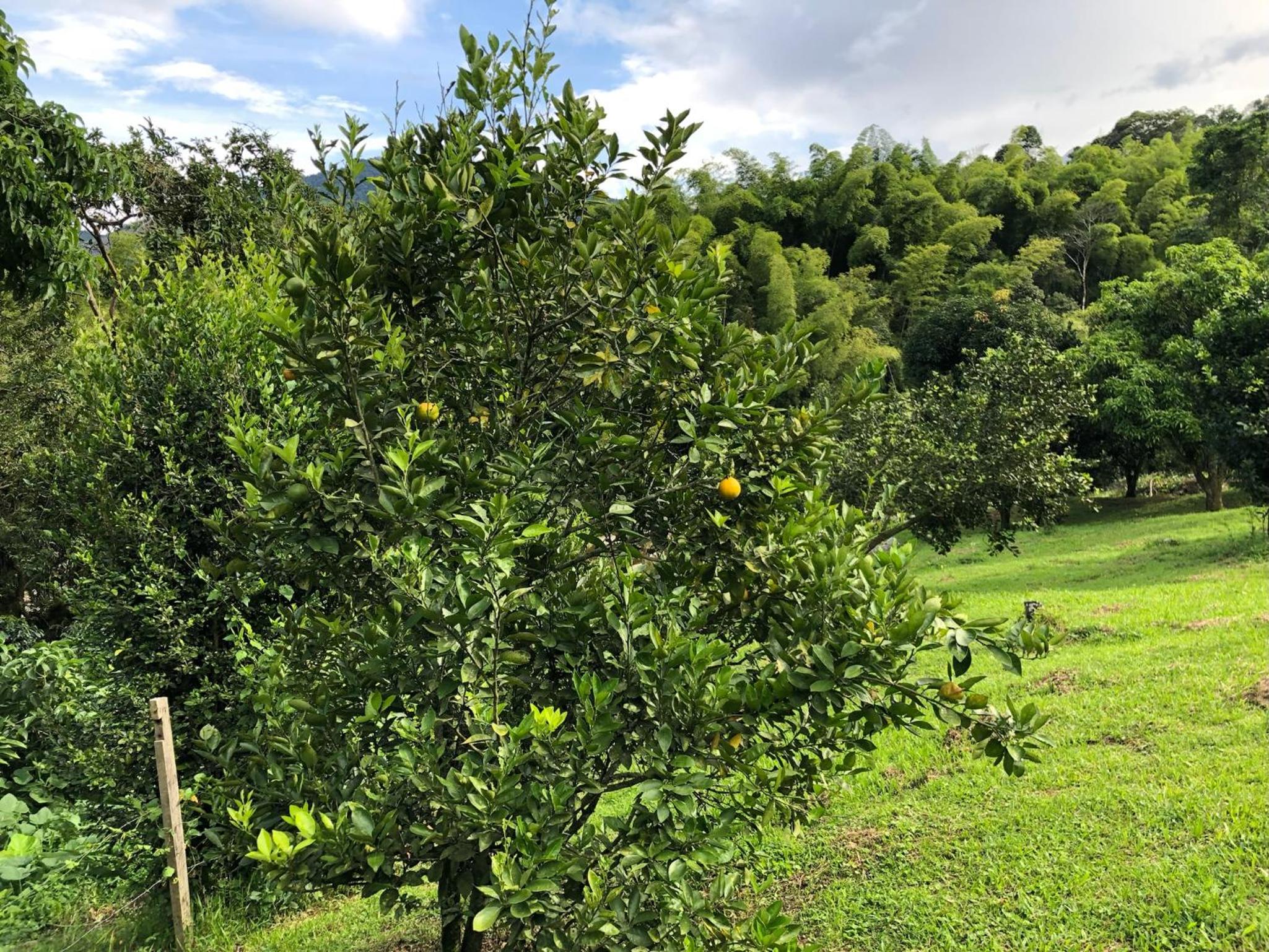 Finca el troya