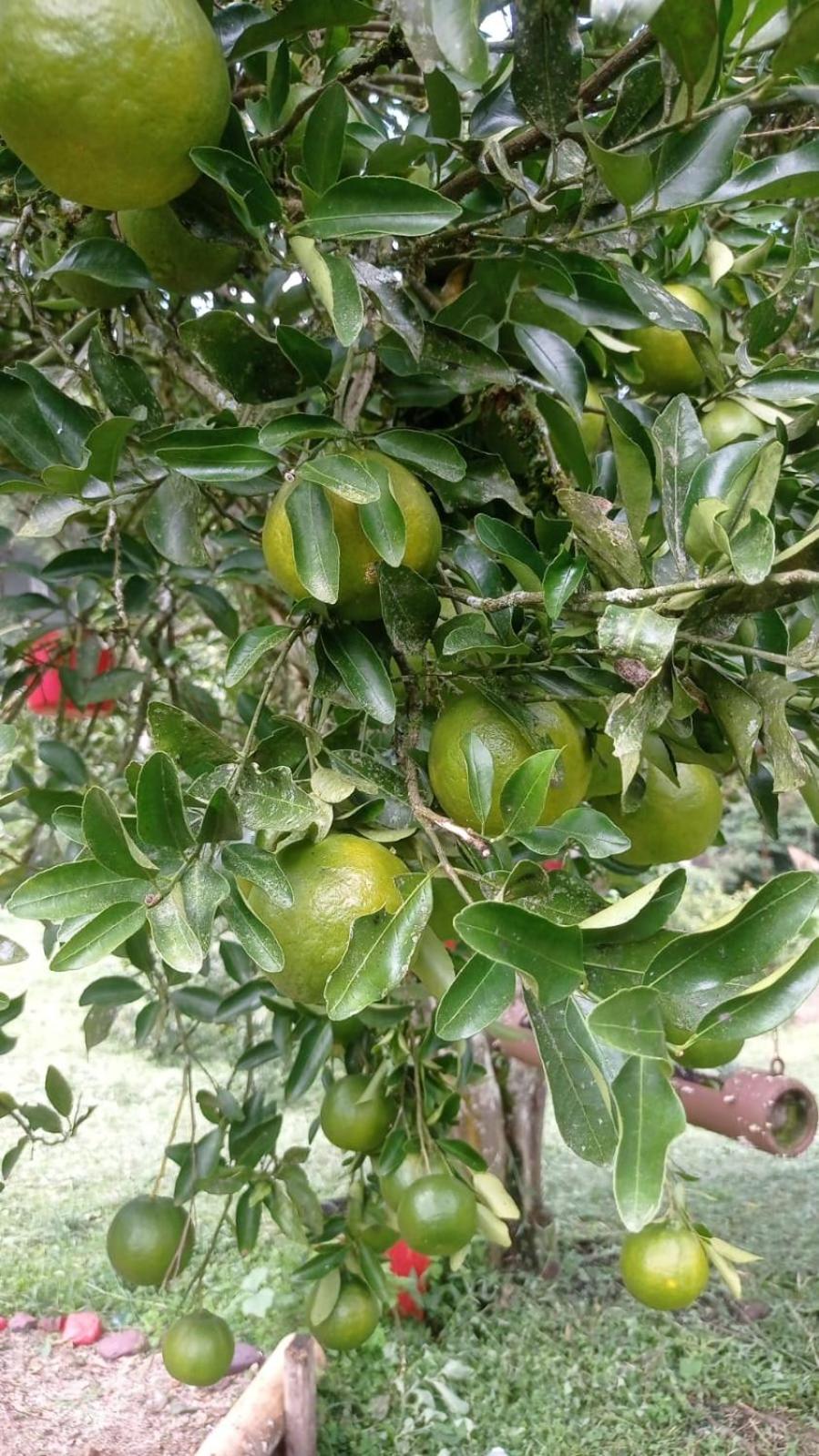 Finca el troya