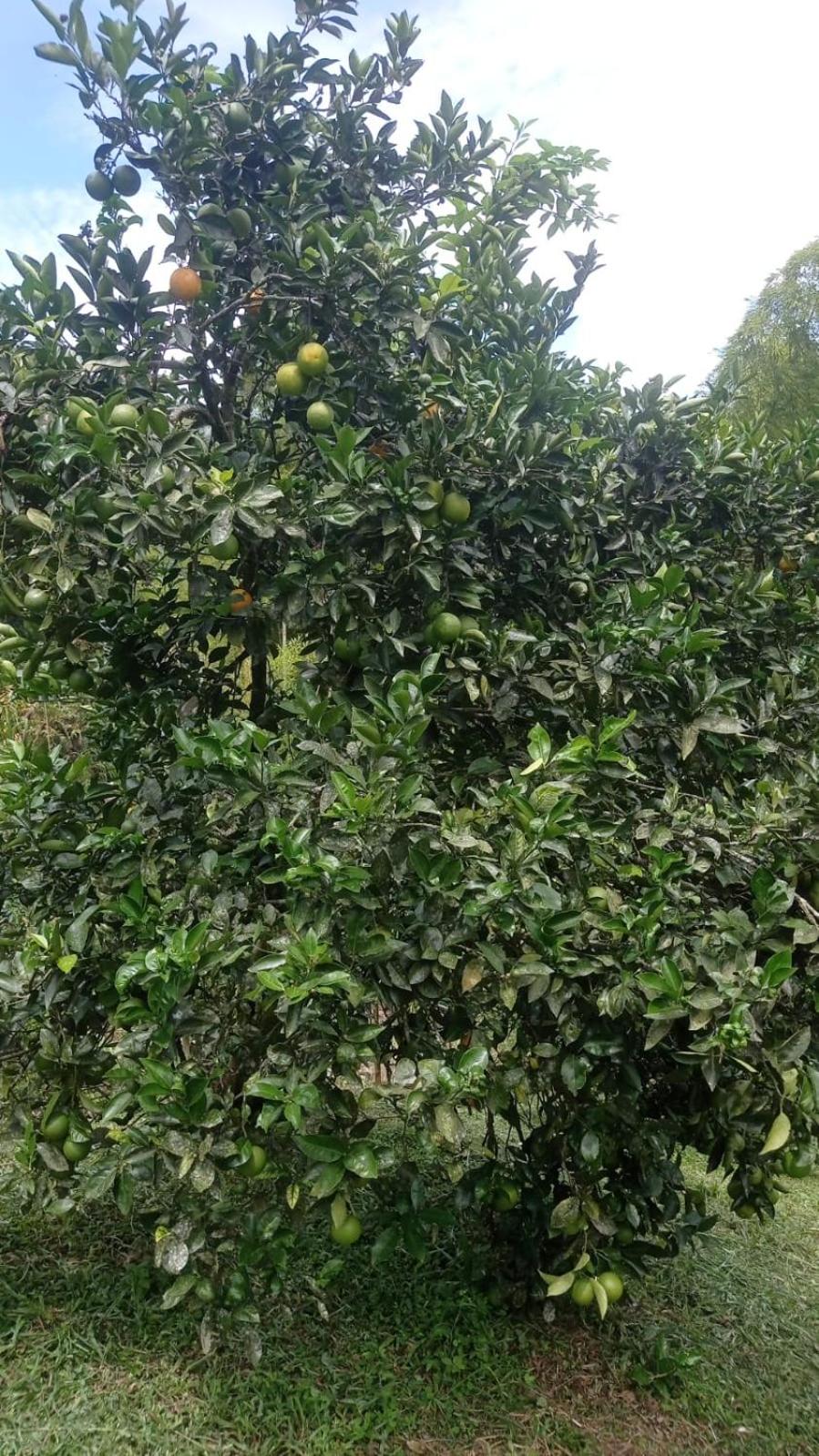 Finca el troya