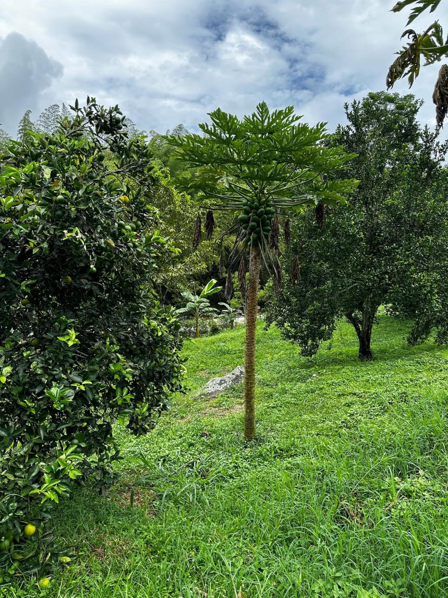 Finca el troya
