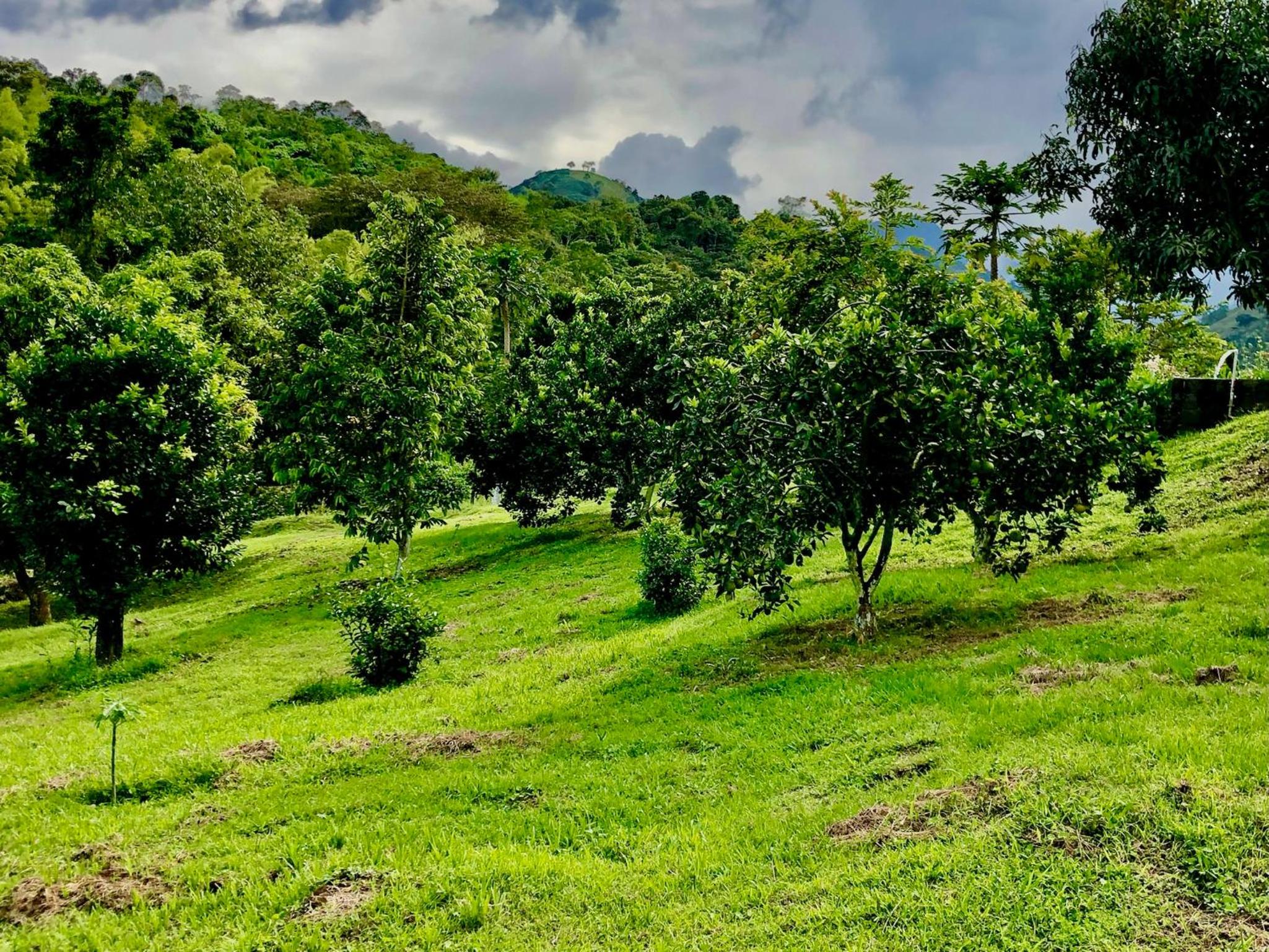 Finca el troya