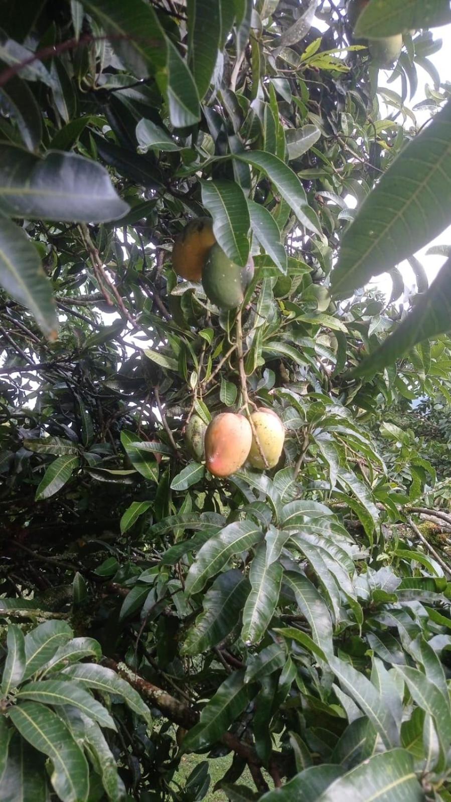 Finca el troya