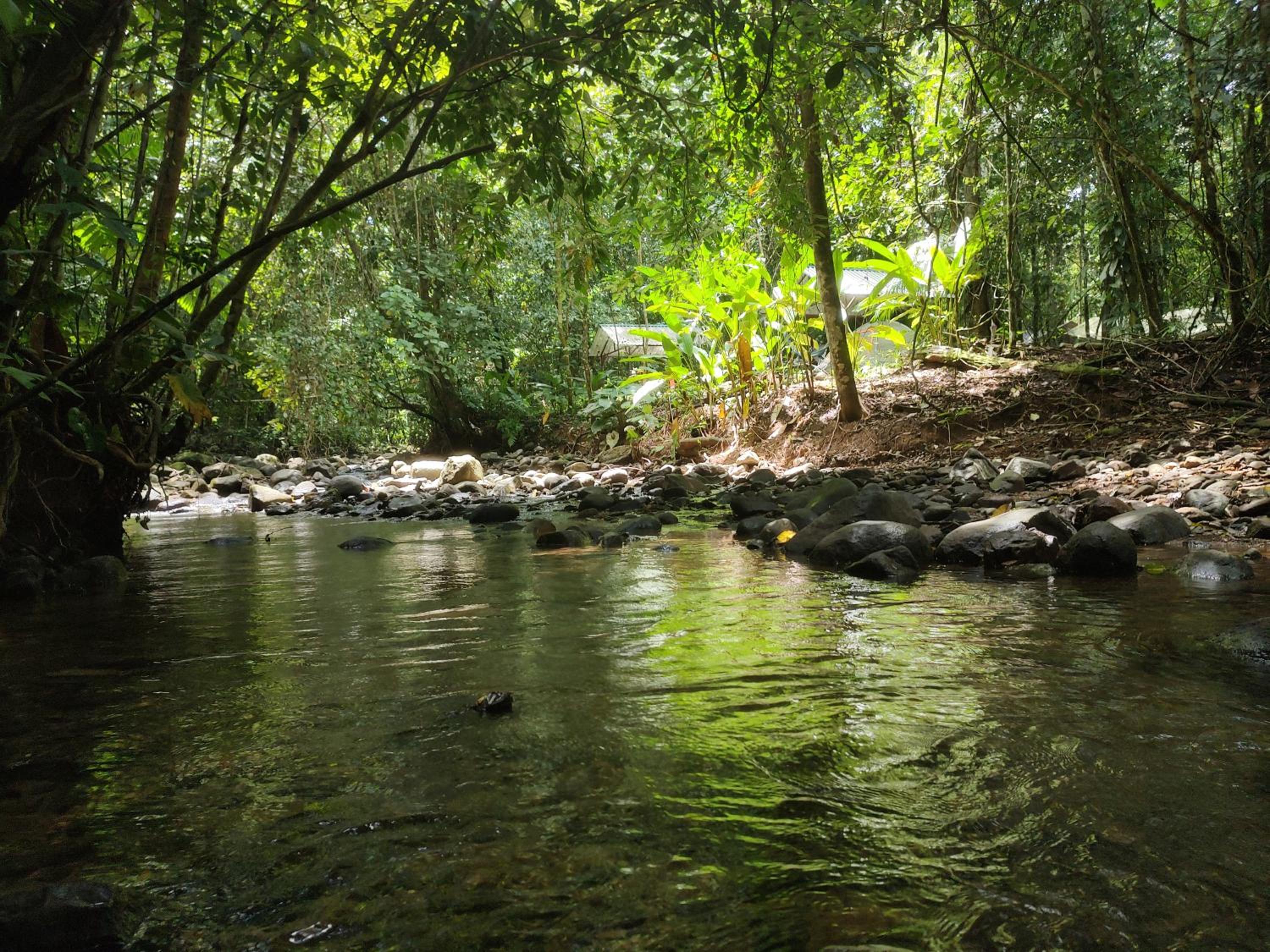 Cool Waters Jungle Hostel