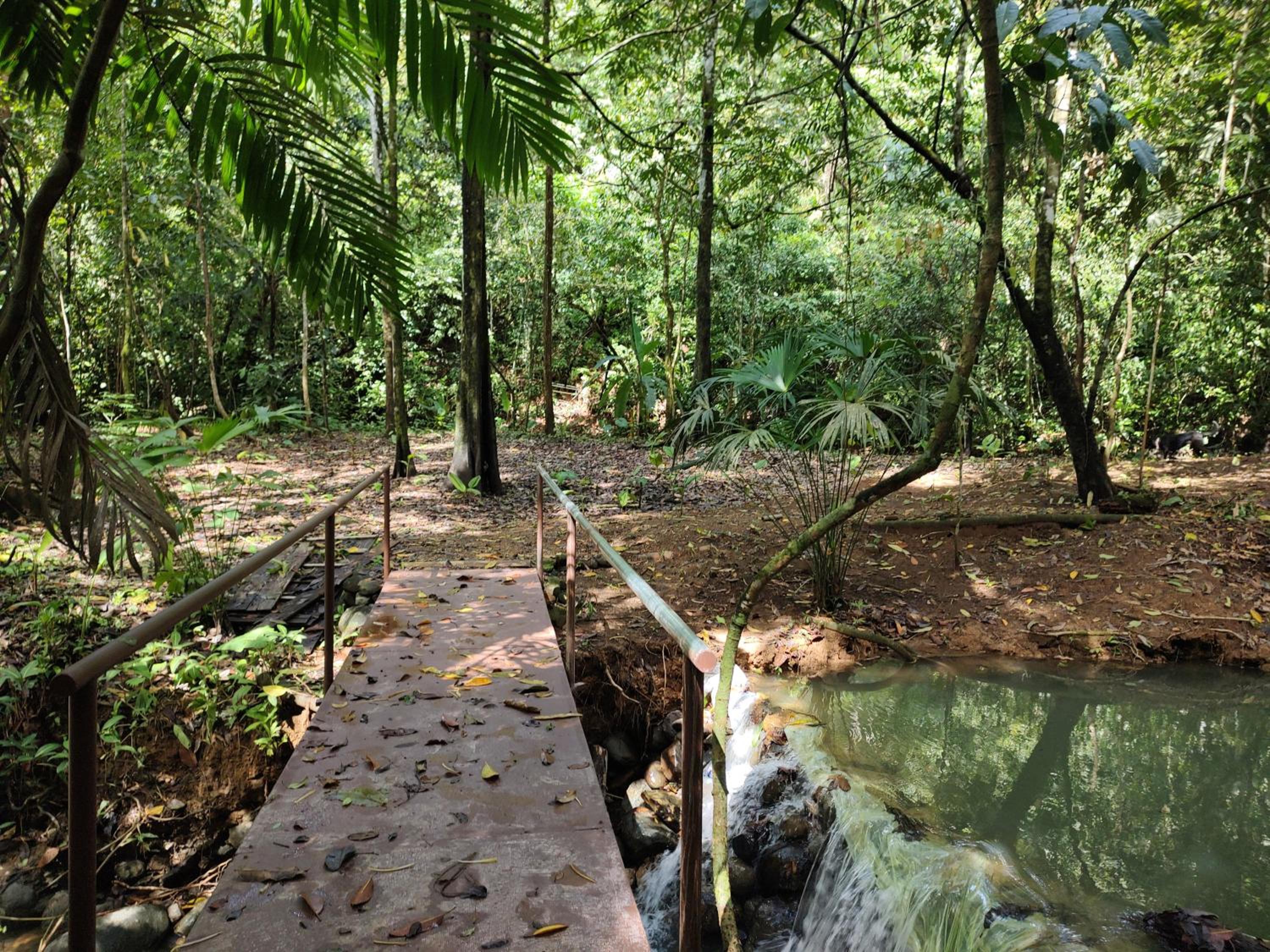 Cool Waters Jungle Hostel