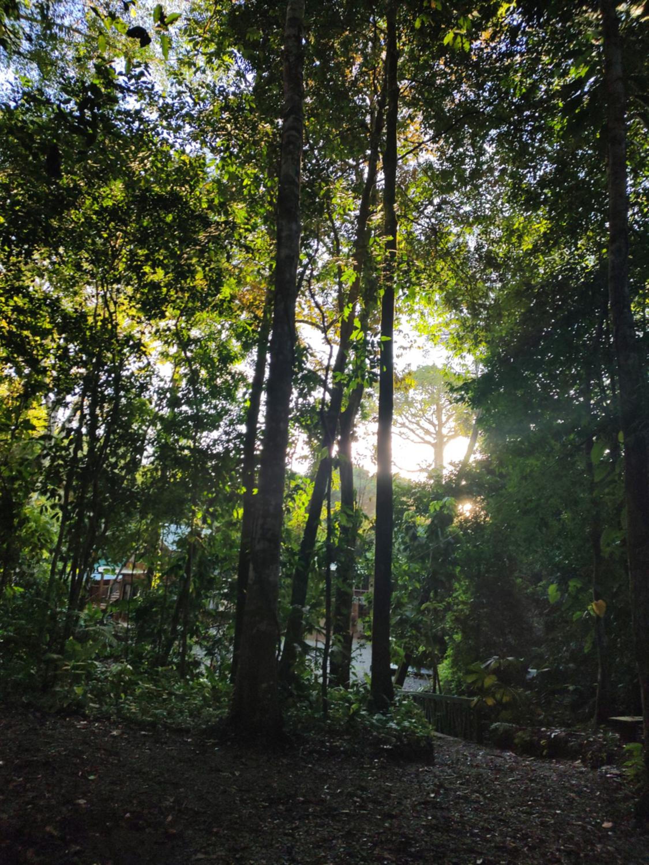 Cool Waters Jungle Hostel