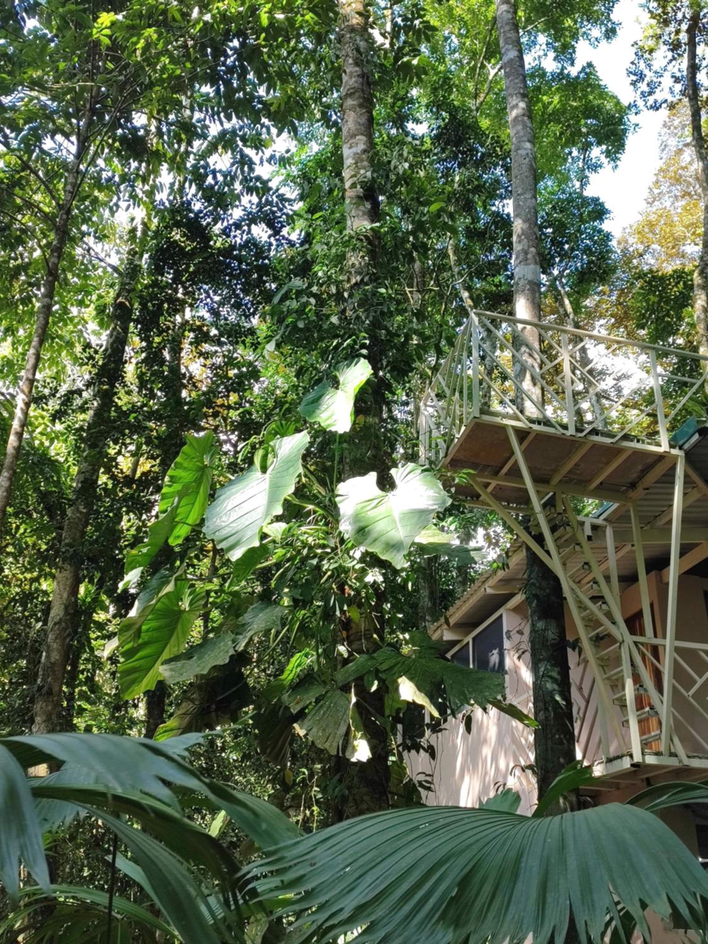Cool Waters Jungle Hostel