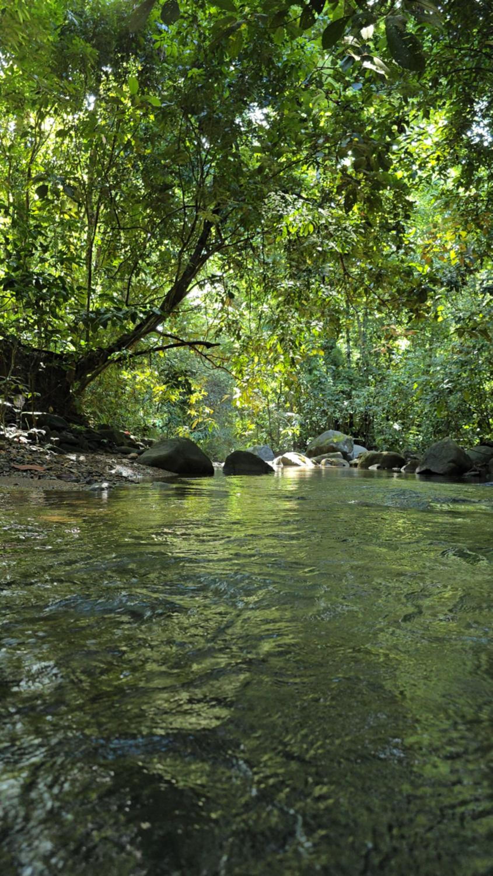 Cool Waters Jungle Hostel