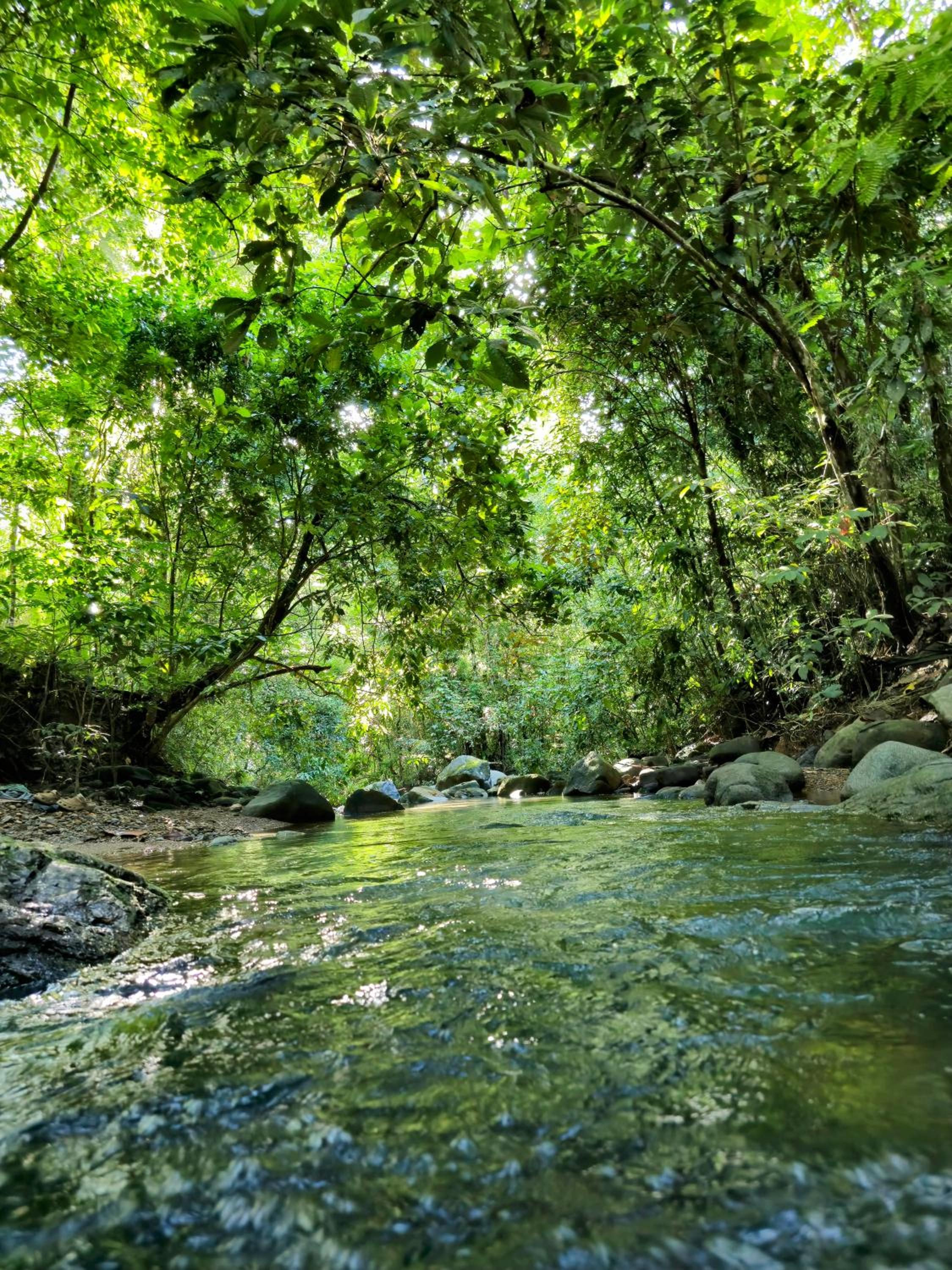 Cool Waters Jungle Hostel