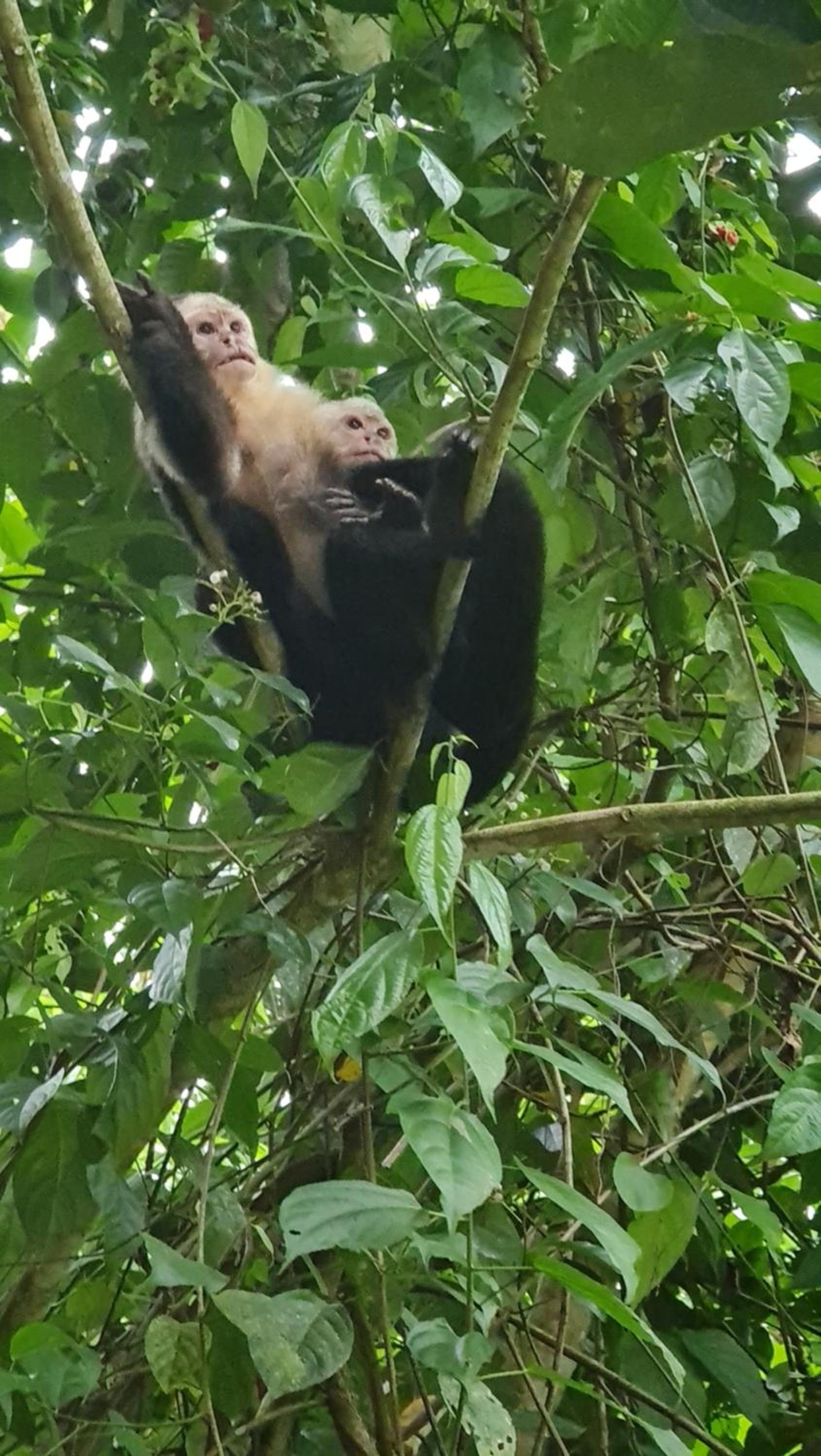 Cool Waters Jungle Hostel
