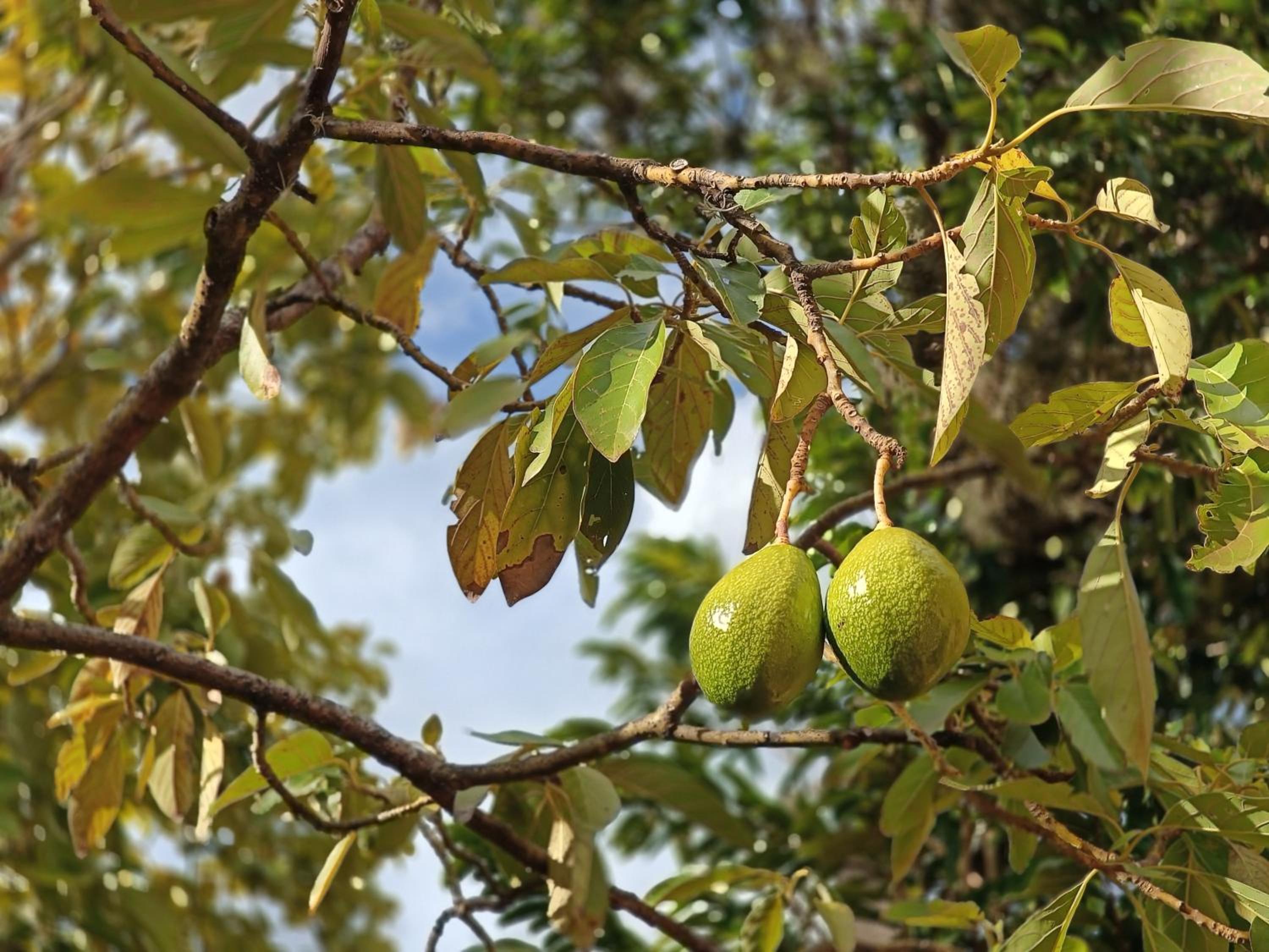 Glamping Entre Nopales - Naturaleza y descanso cerca a Villa de Leyva, mascotas bienvenidas
