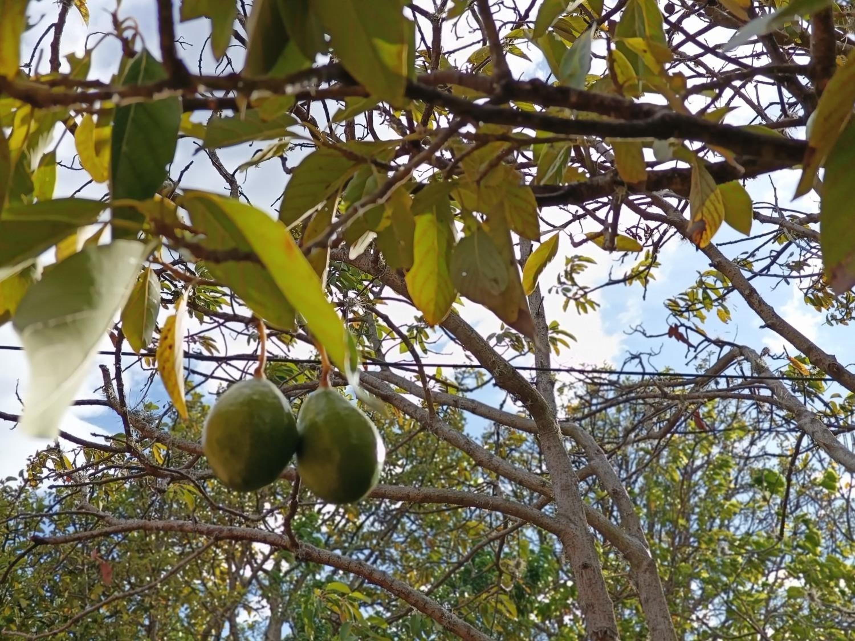 Glamping Entre Nopales - Naturaleza y descanso cerca a Villa de Leyva, mascotas bienvenidas