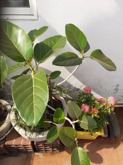 Beautiful GardenTerrace 2 Bhk in Posh city center view 2