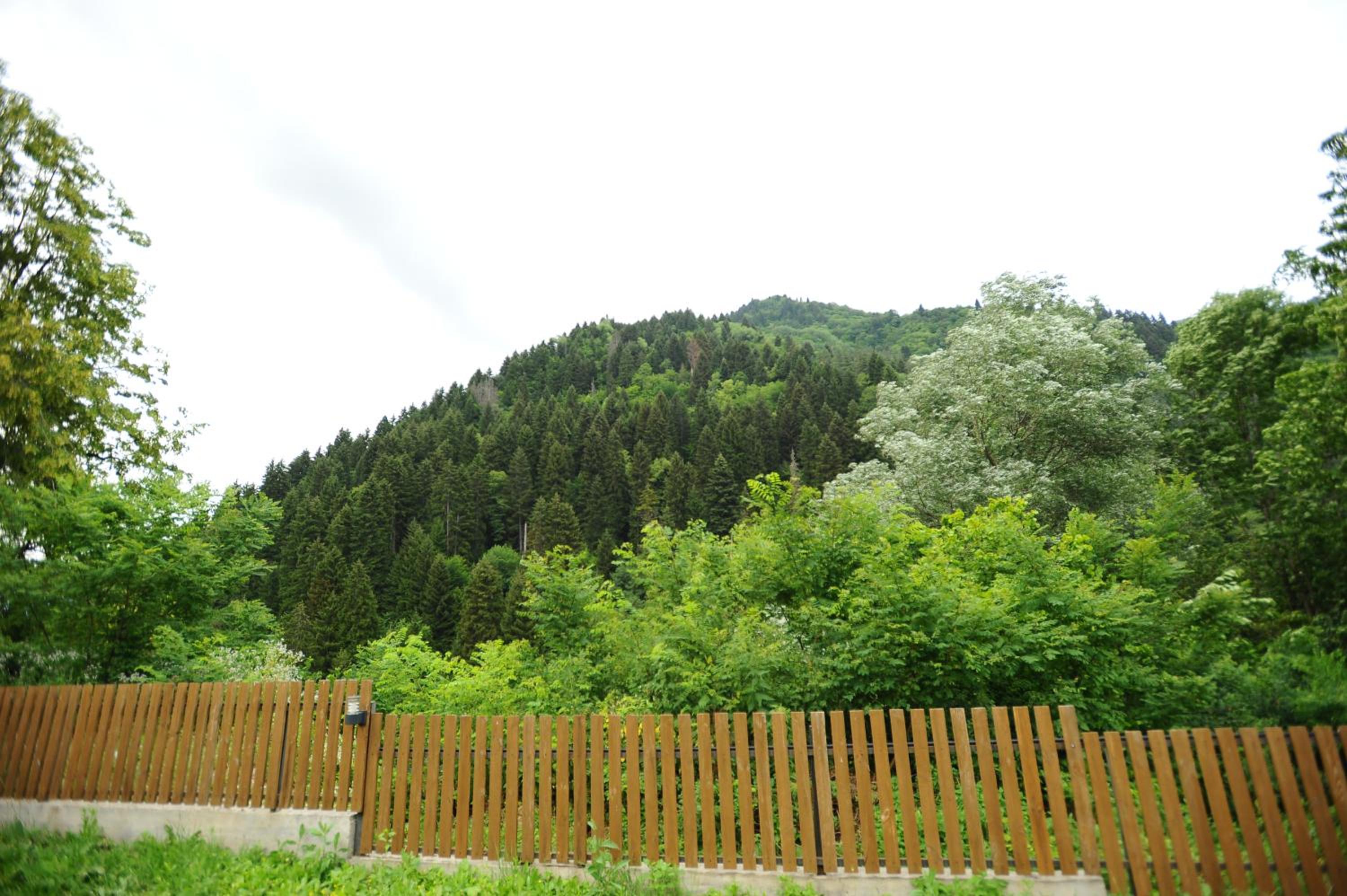 Photo 51