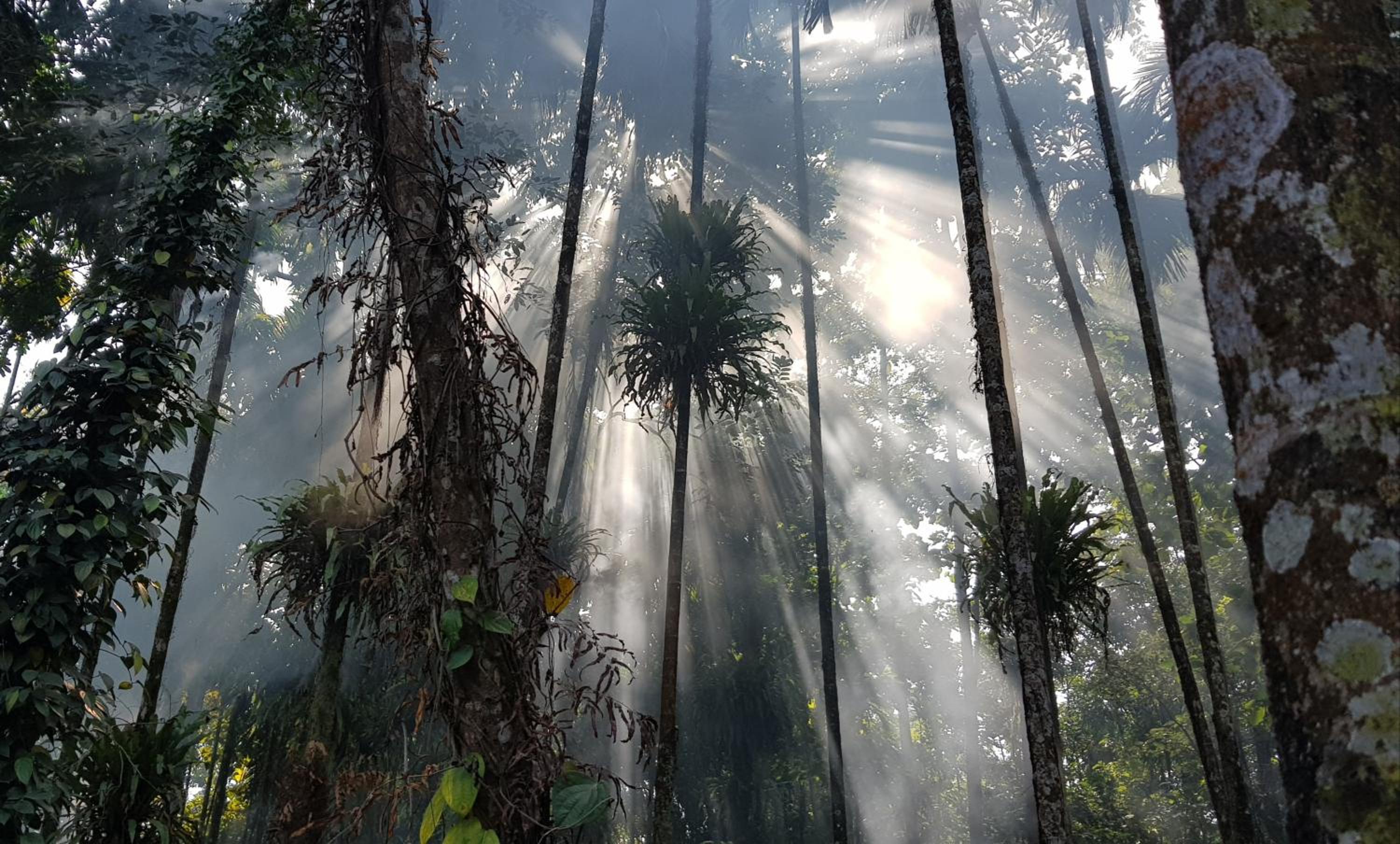 Manabari Greens Heritage Eco Resort Dooars